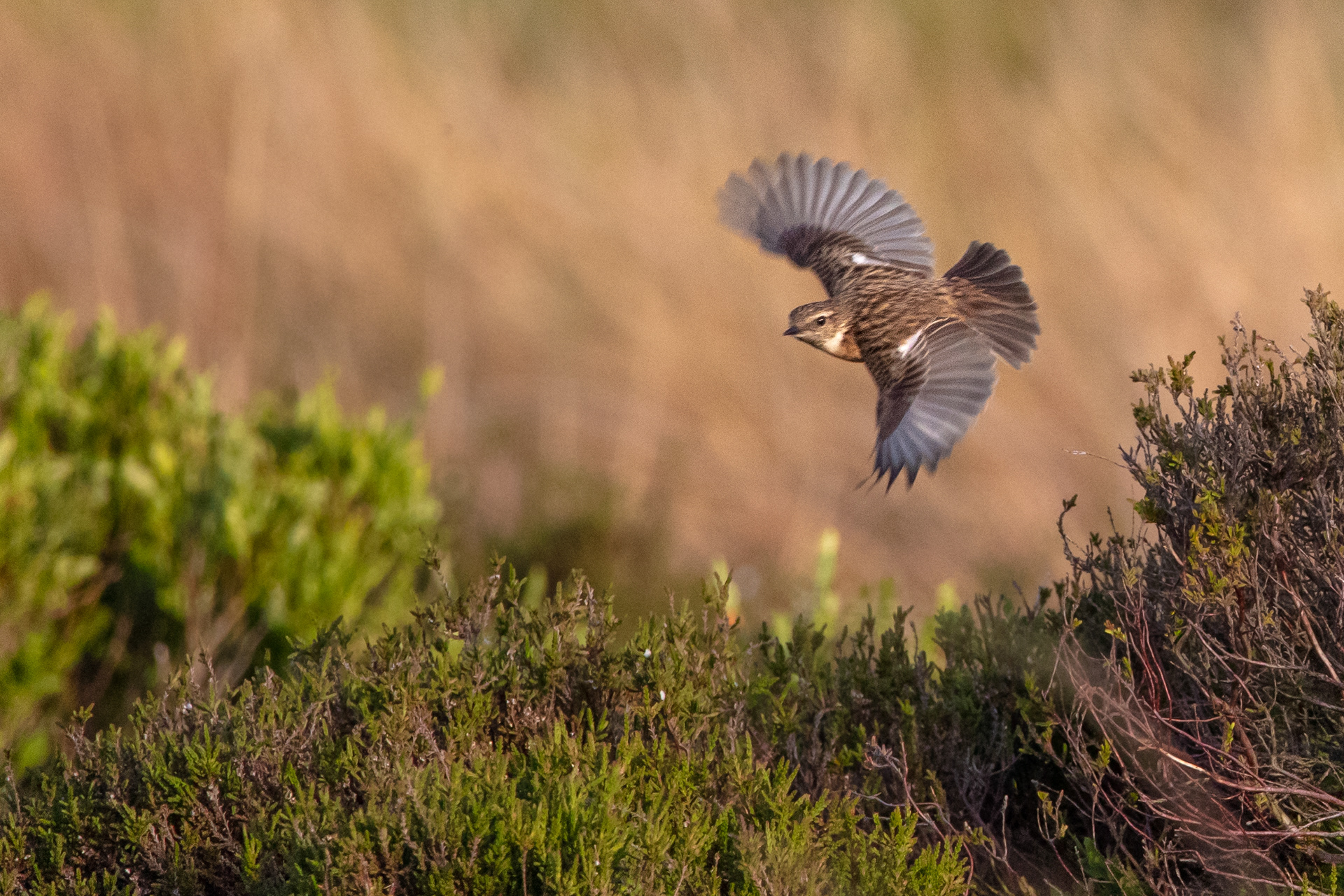 Stonechat (female)