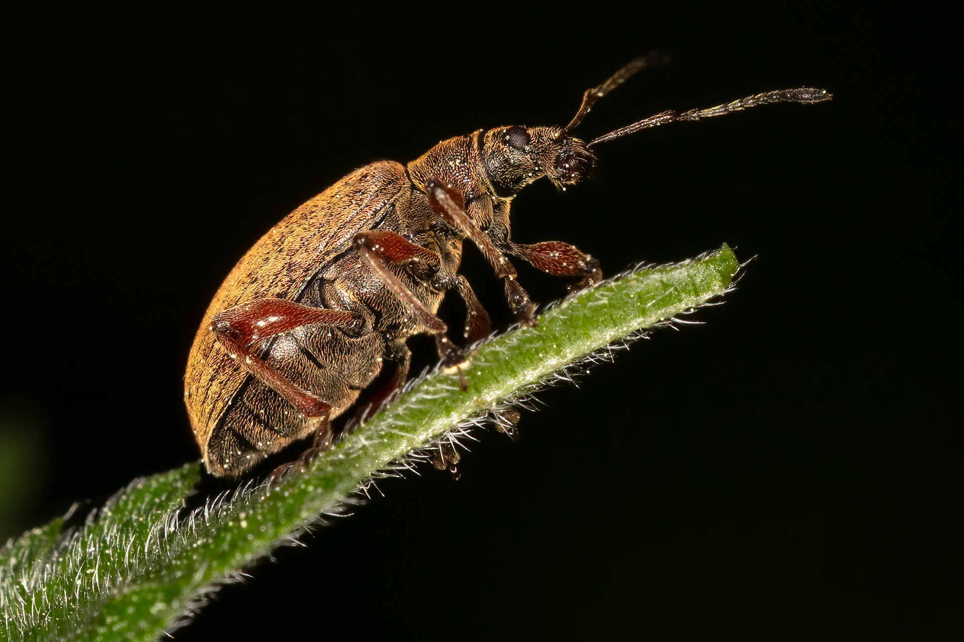 Common Leaf Weevil