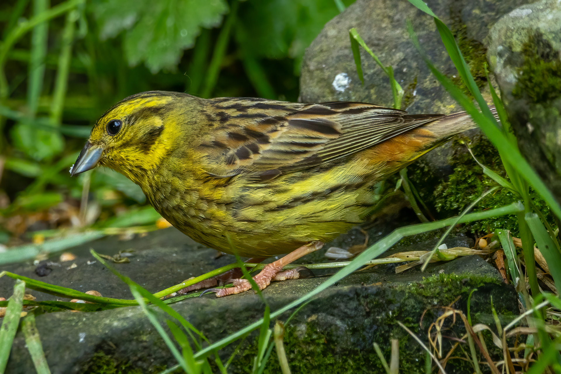 Yellowhammer (female)