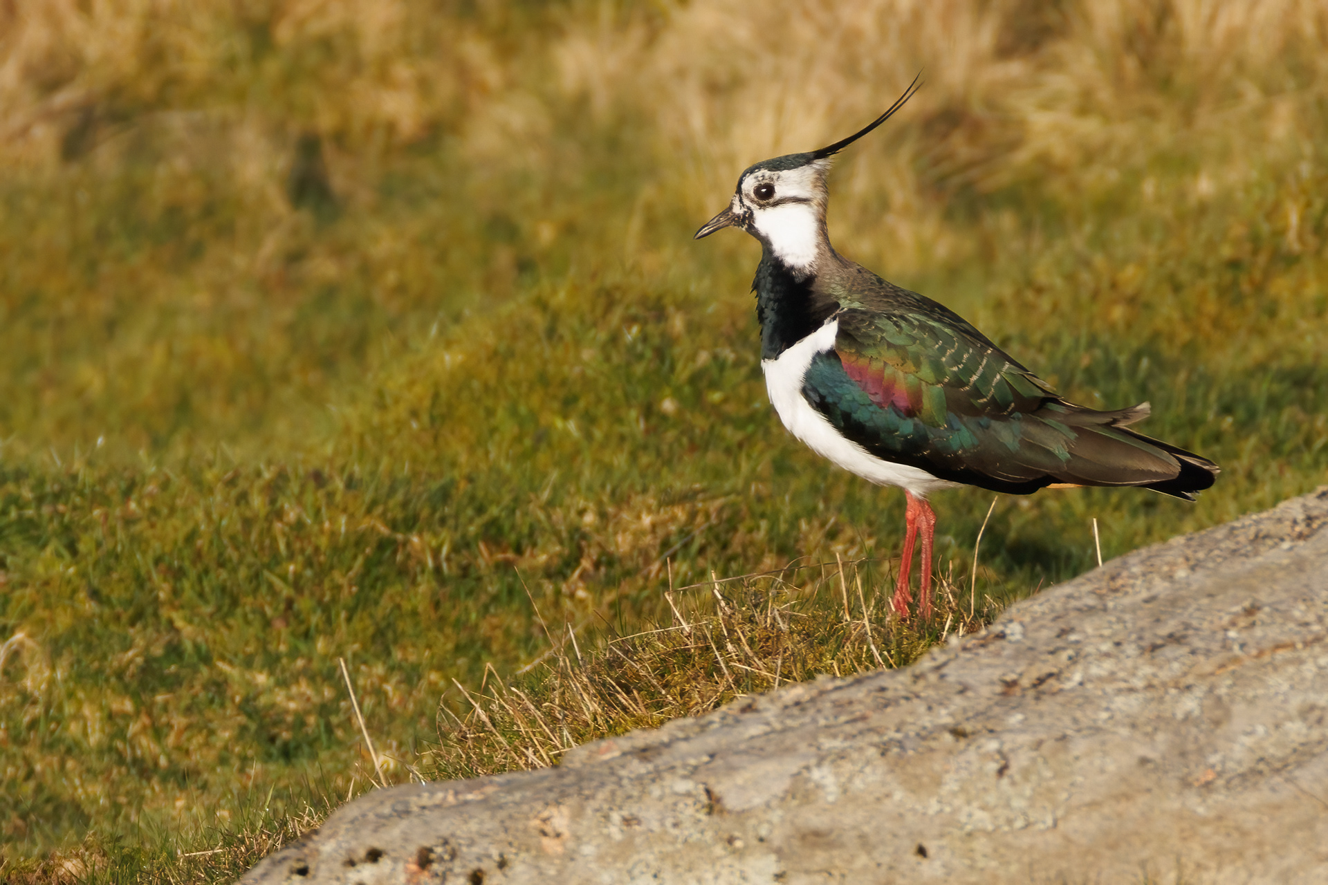 Lapwing