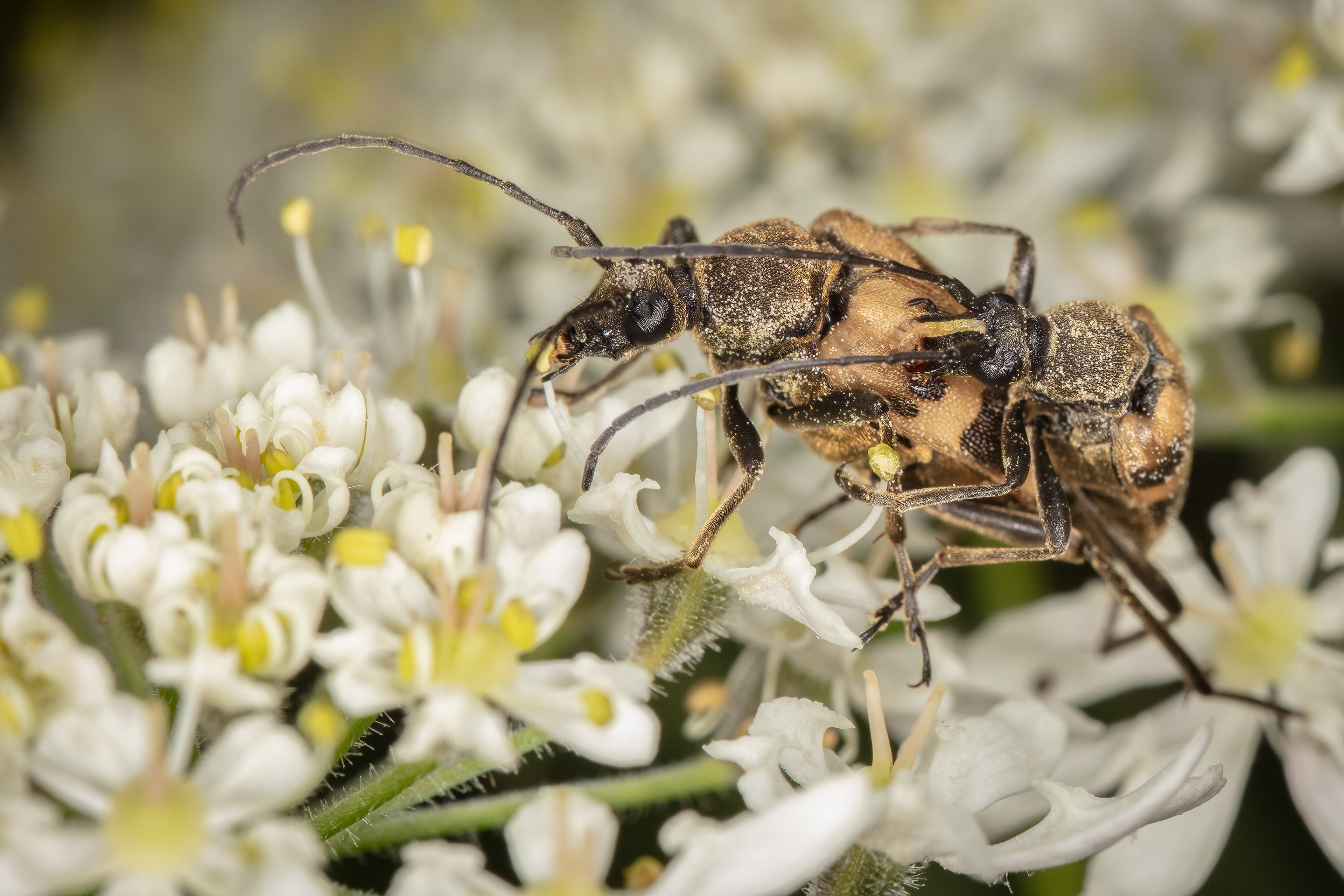 Speckled Longhorn Beetle