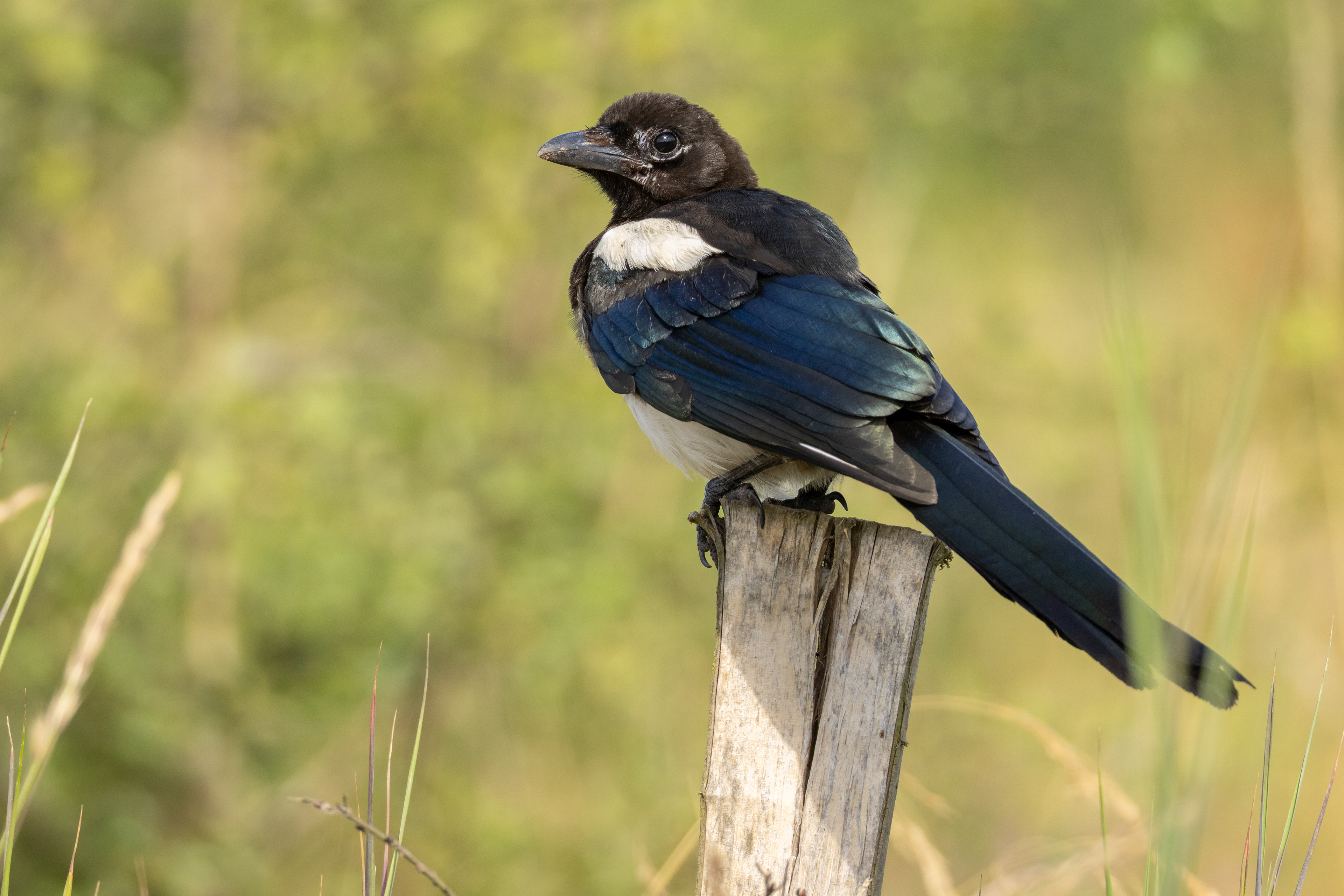 Magpie (Juvenile)