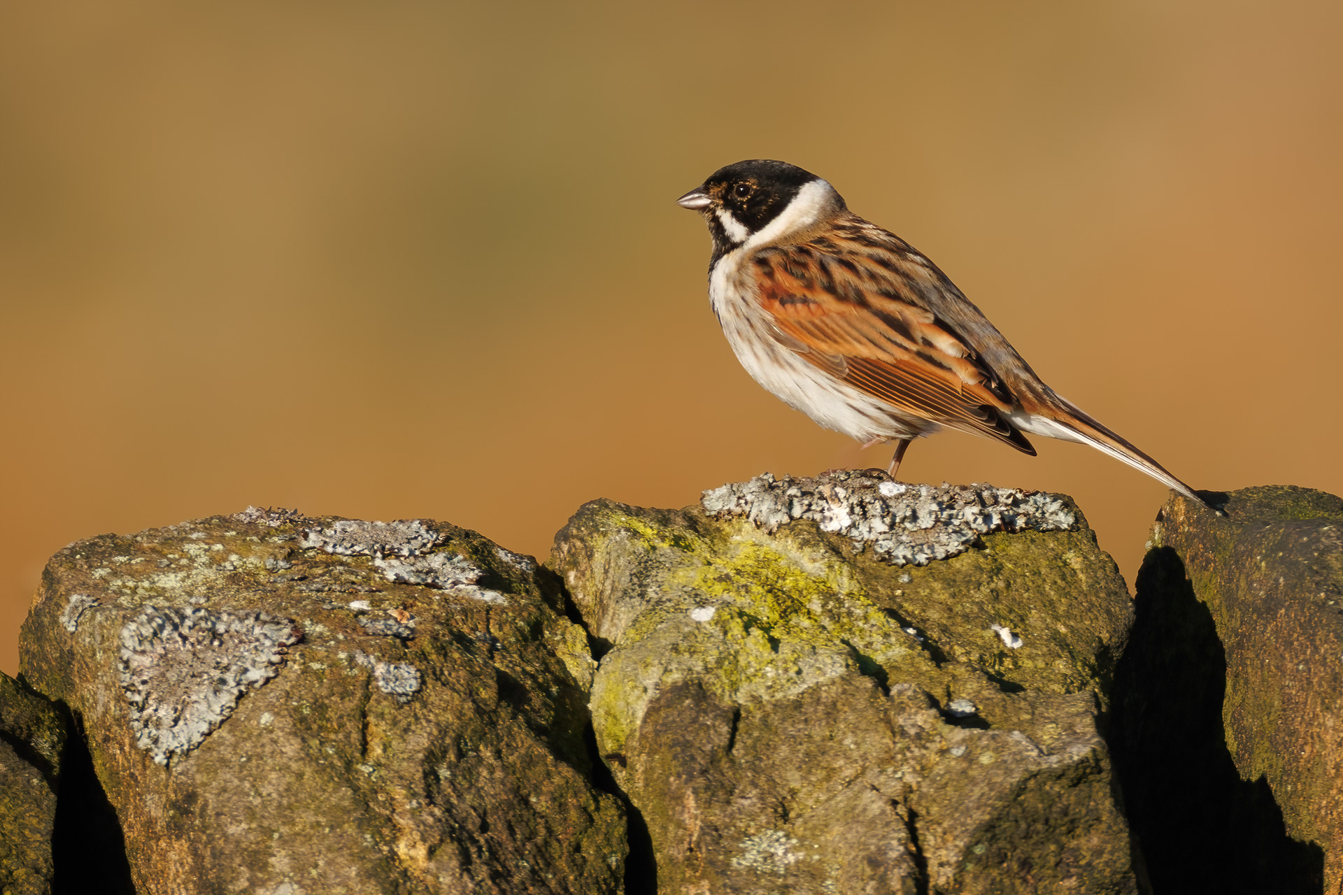 Reed Bunting (male)