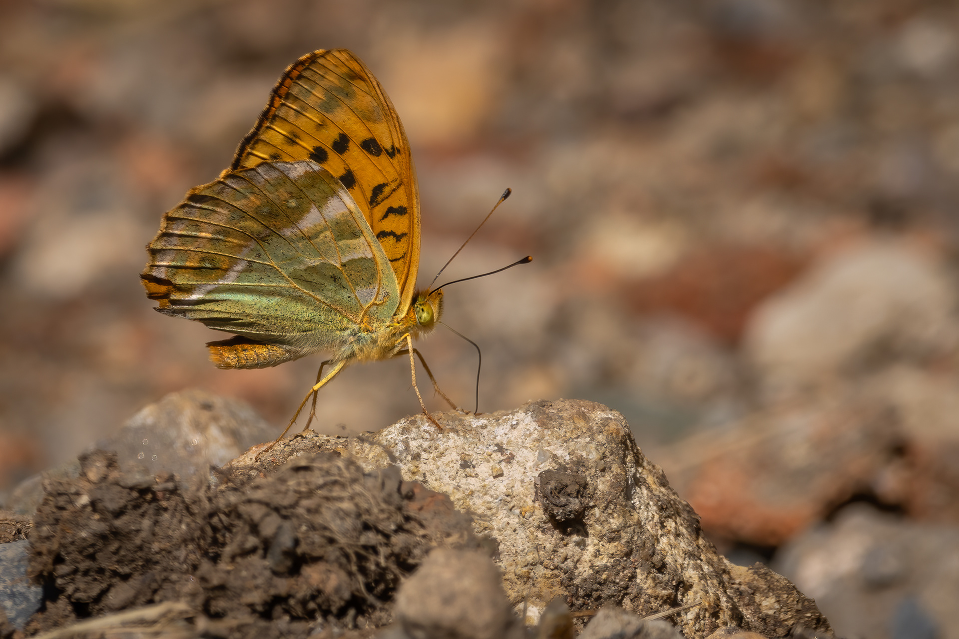 Silver-washed Fritillary