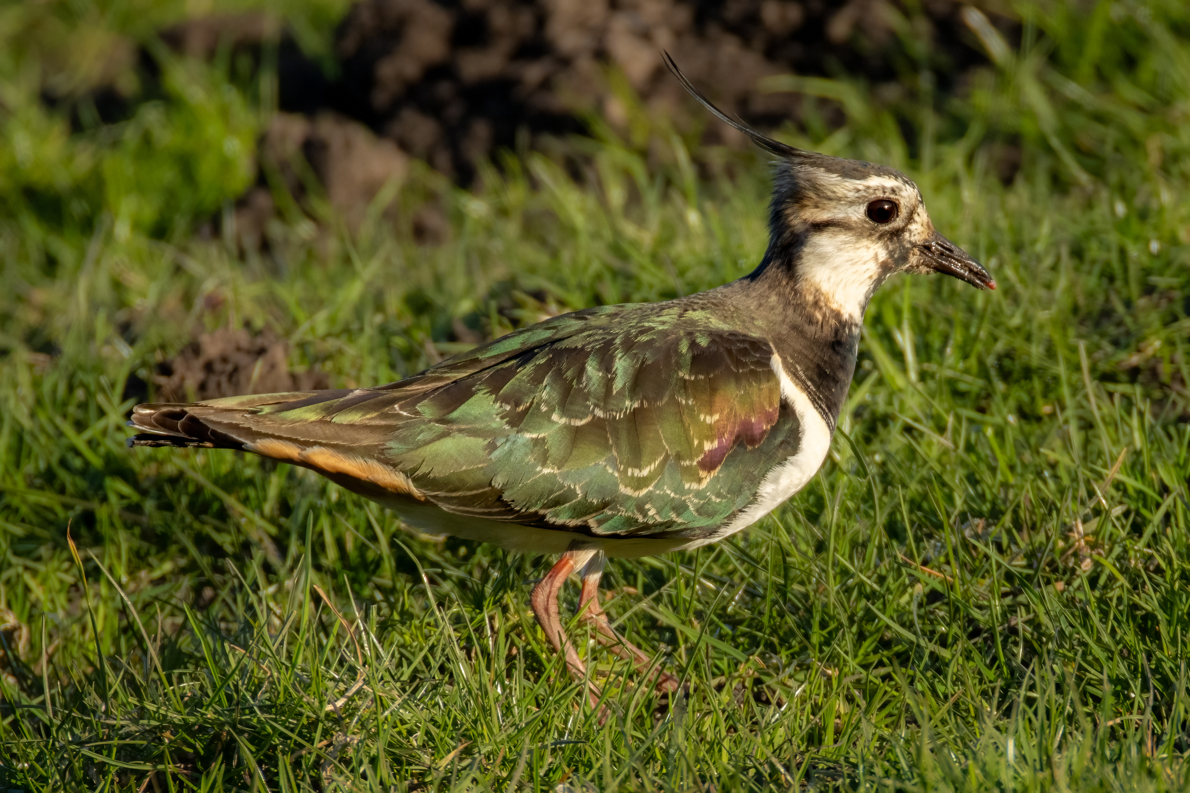 Lapwing