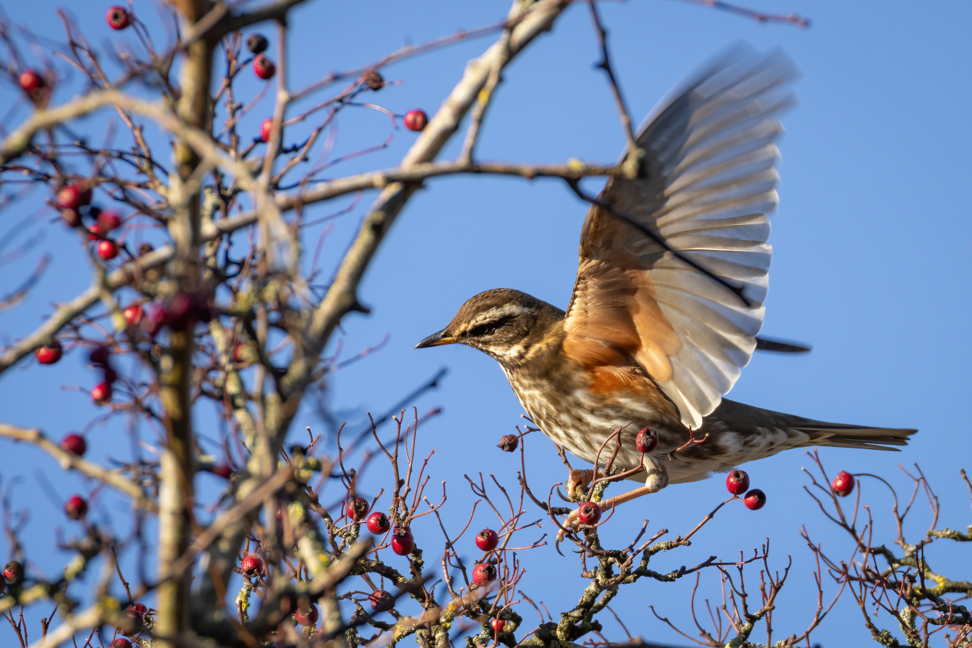 Redwing