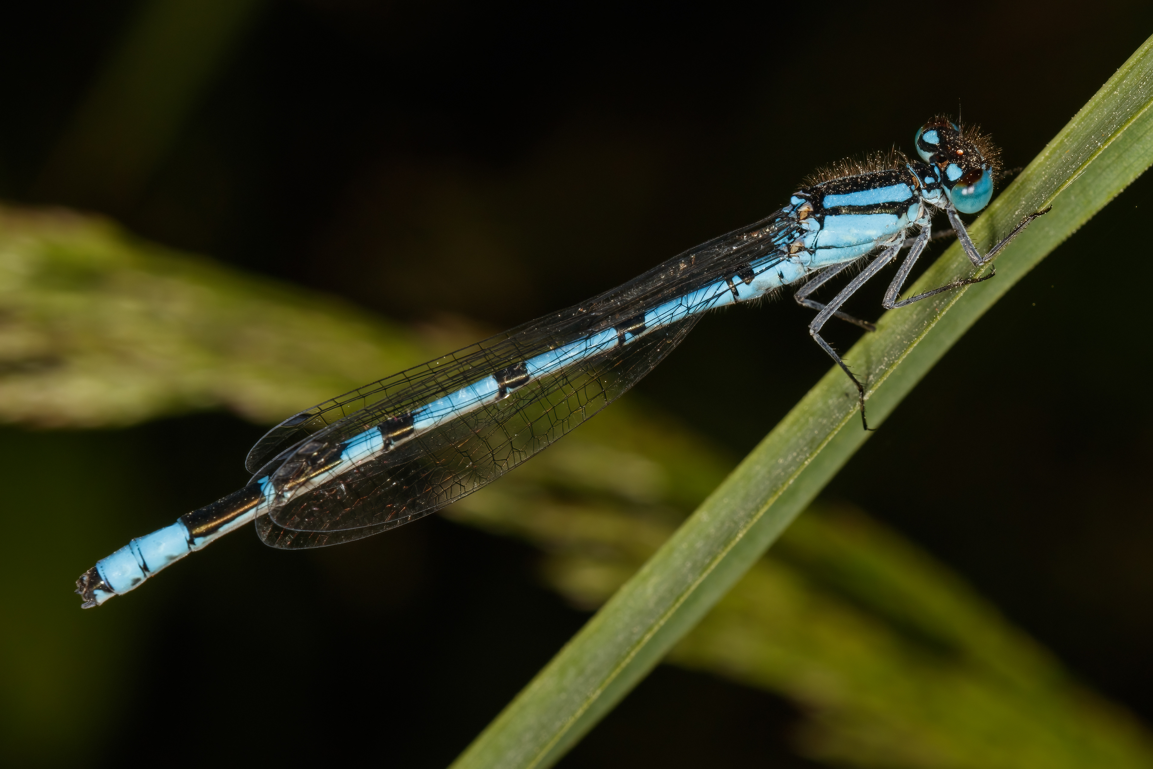Common Blue Damselfly (male)