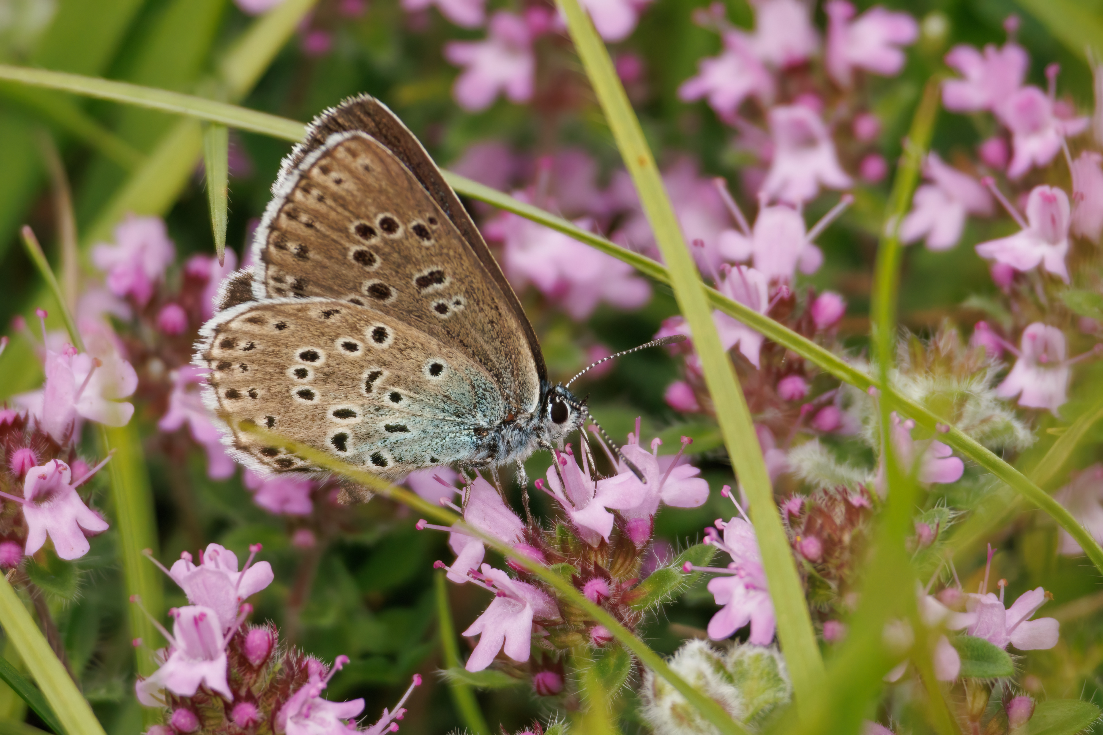 Large Blue Butterfly 