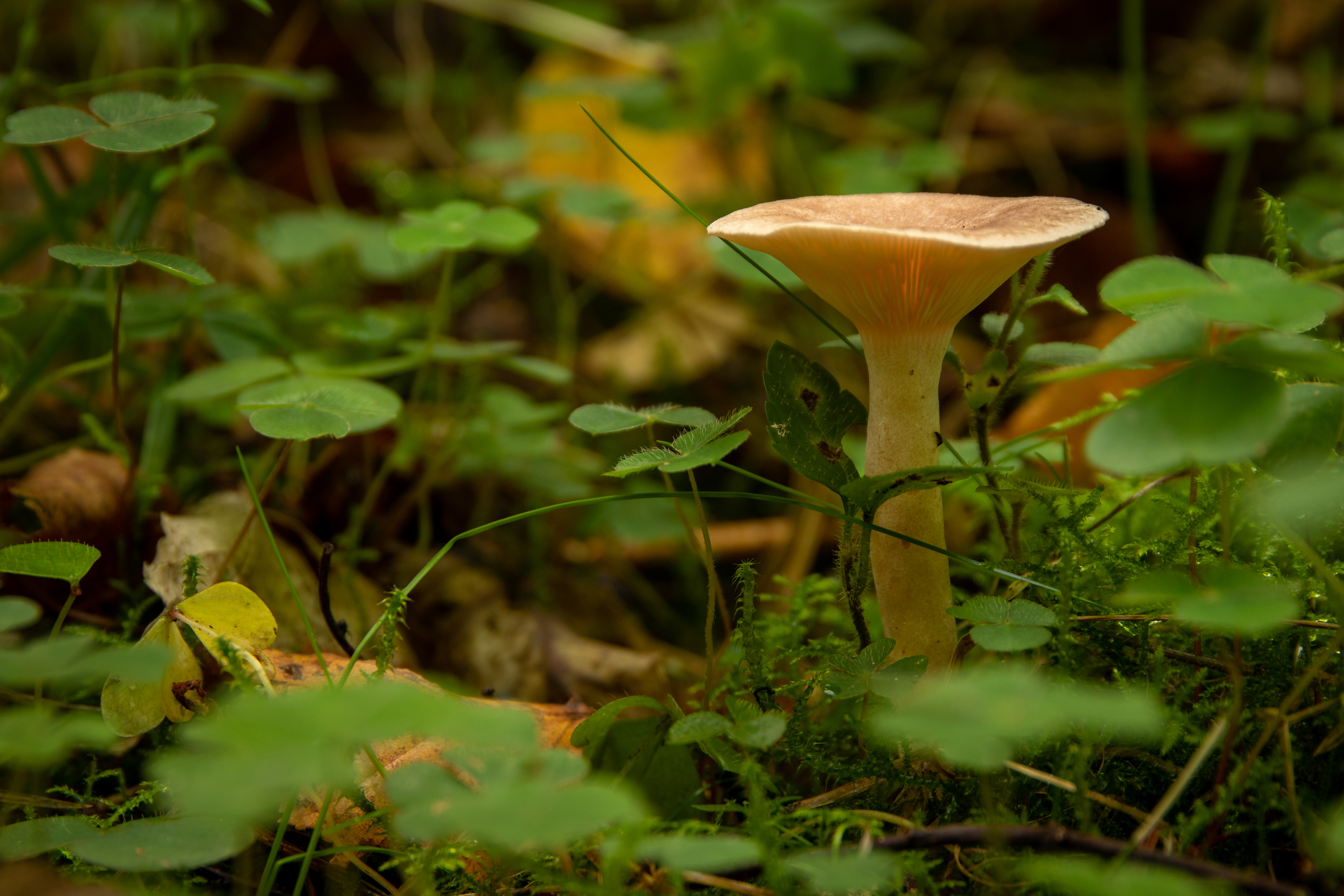 Common Funnel