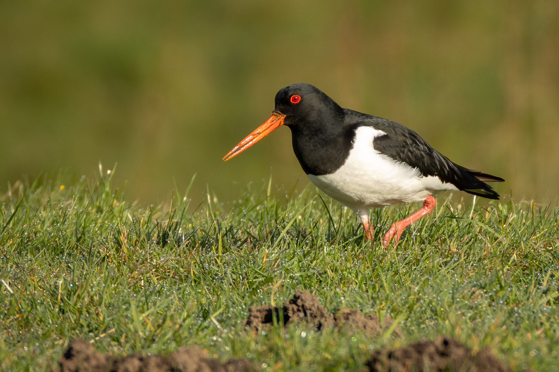 Oystercatcher