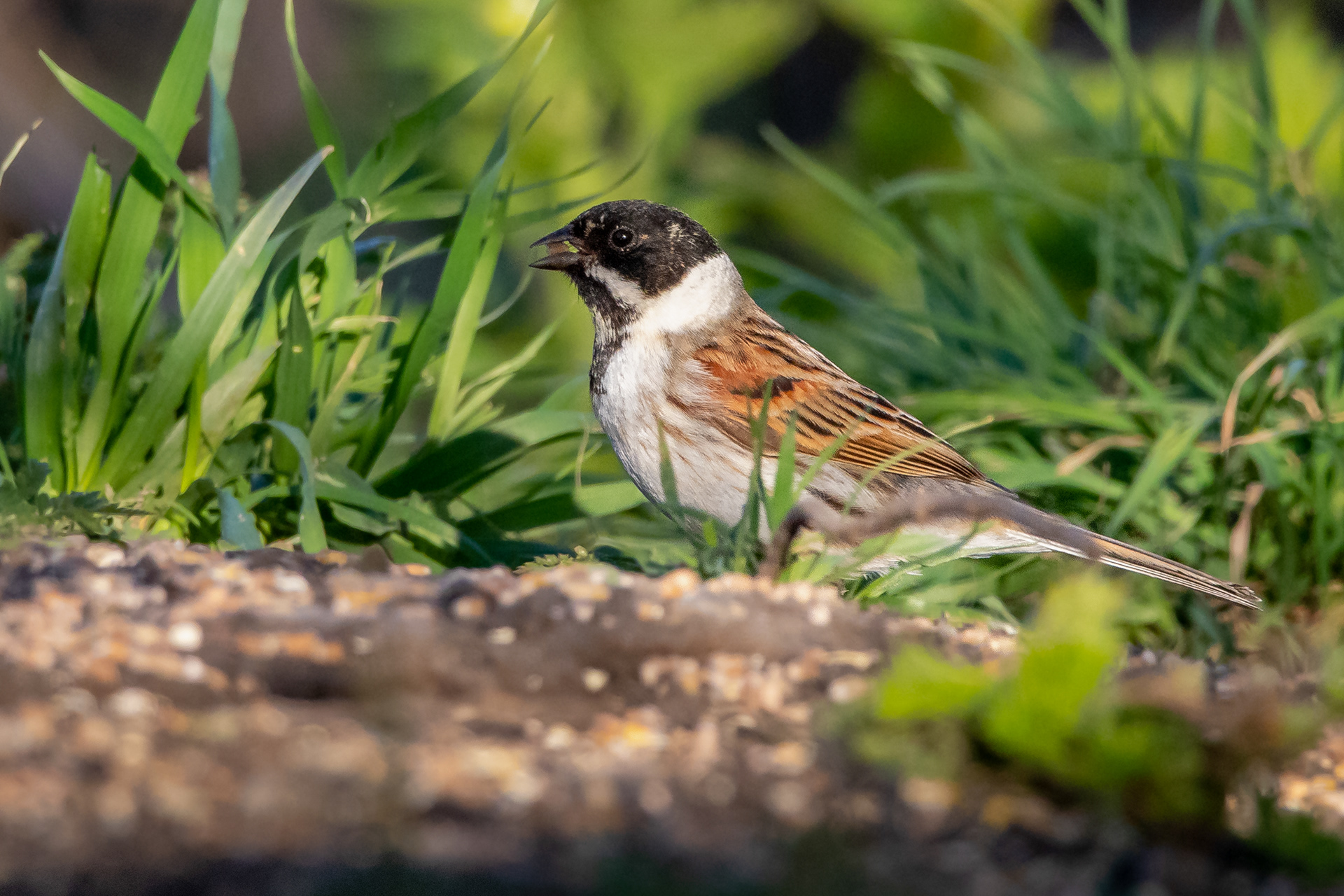 Reed Bunting (male)