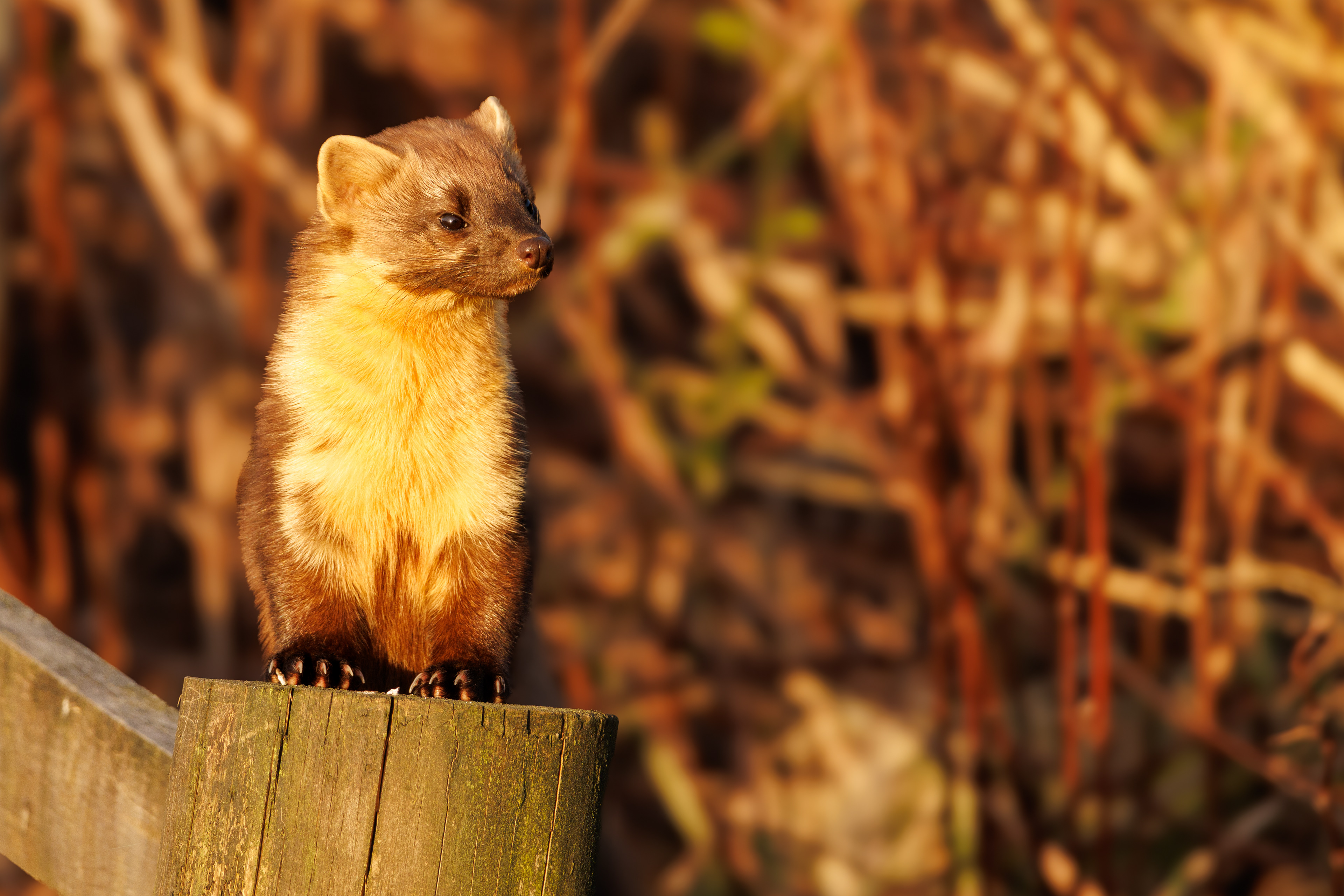Pine Marten