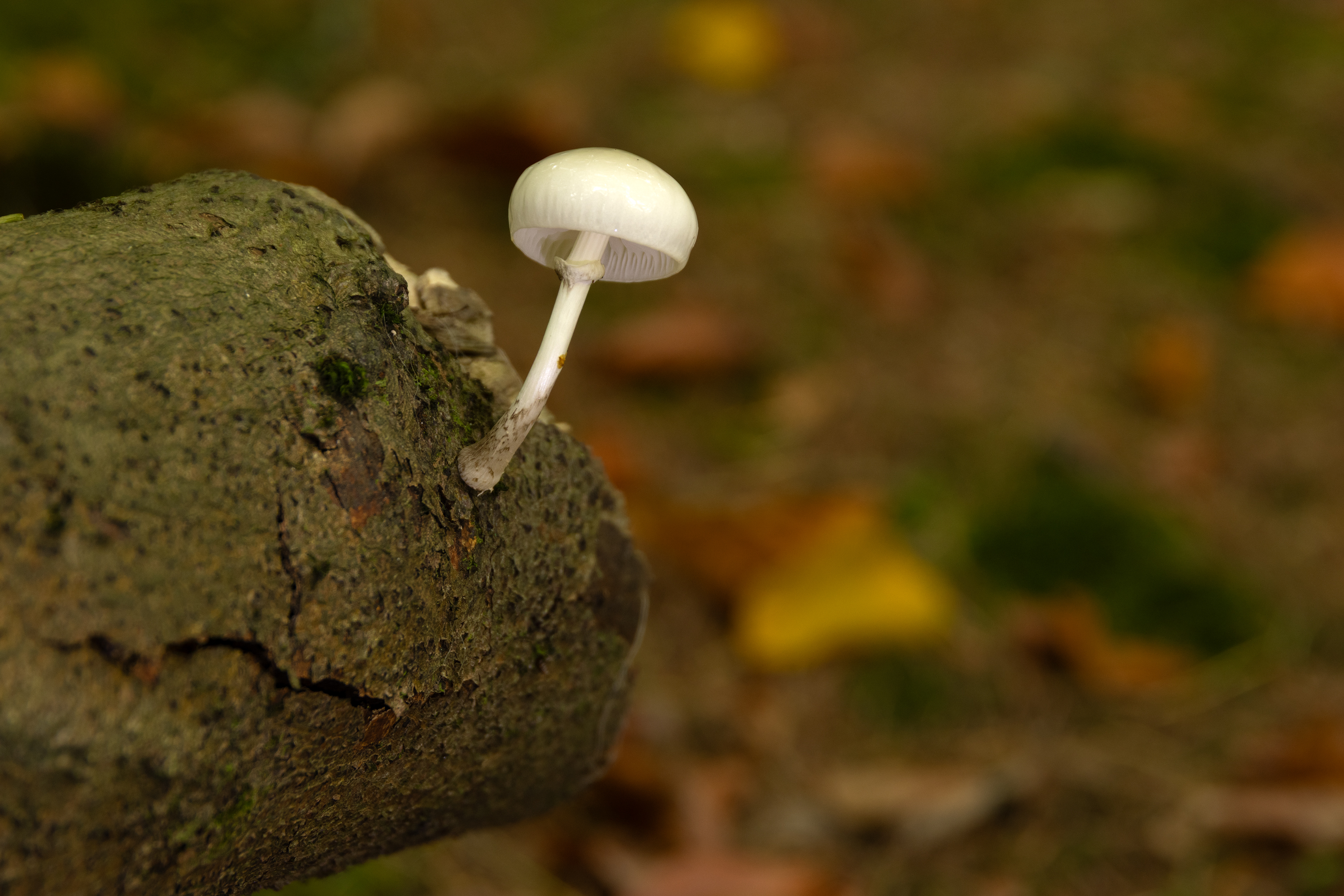 Porcelain Fungus