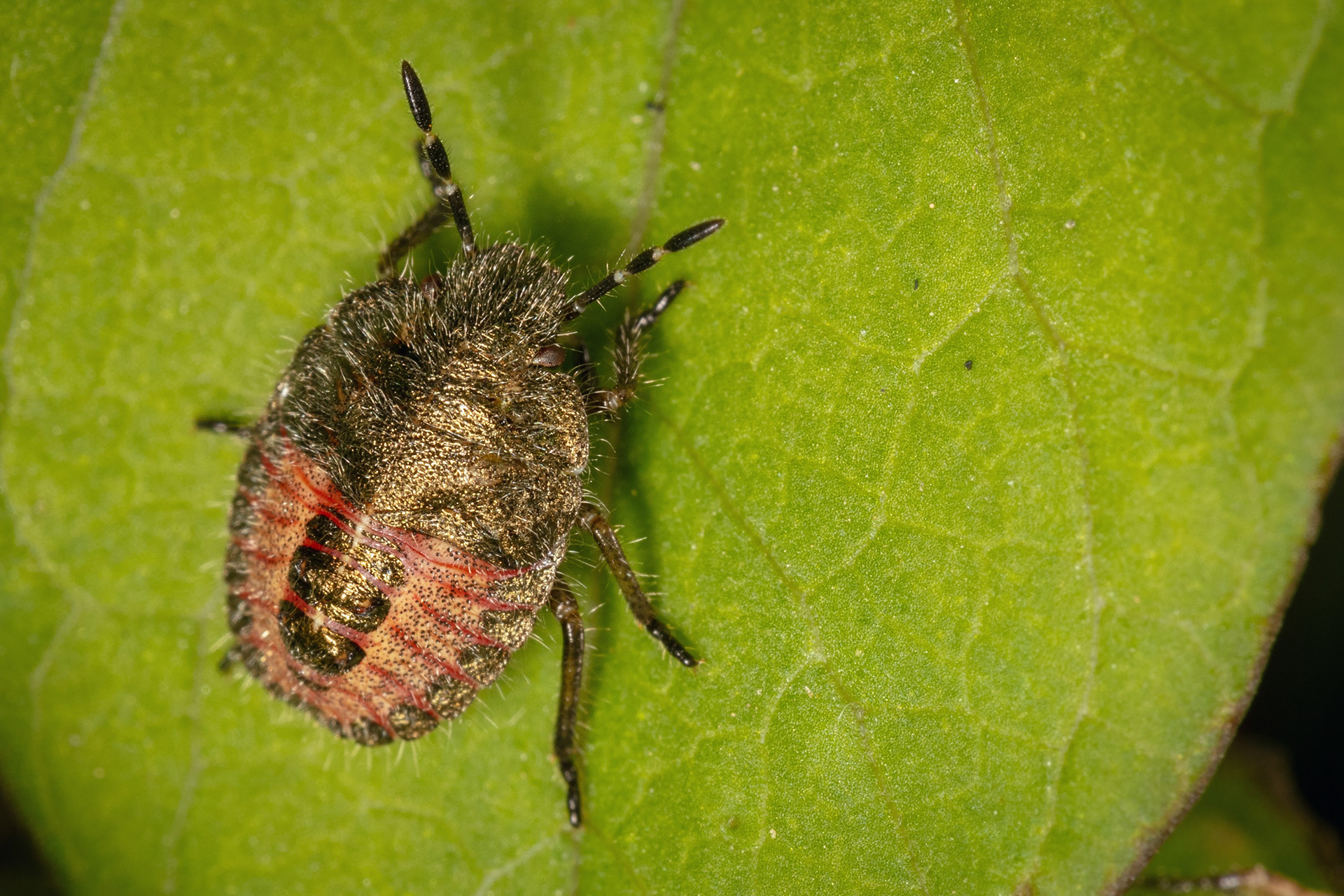 Hairy (or Sloe) Shieldbug Nymph