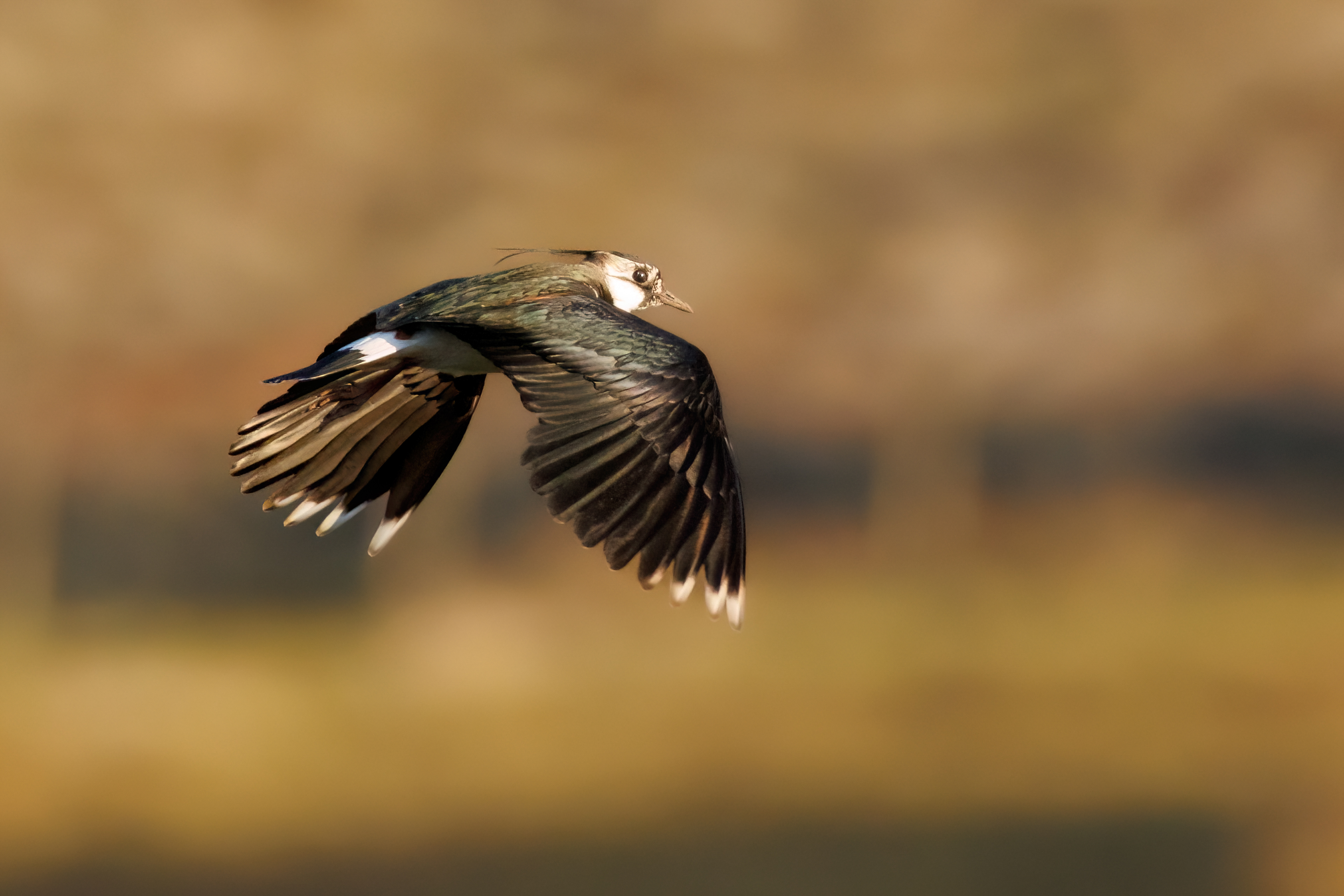 Lapwing