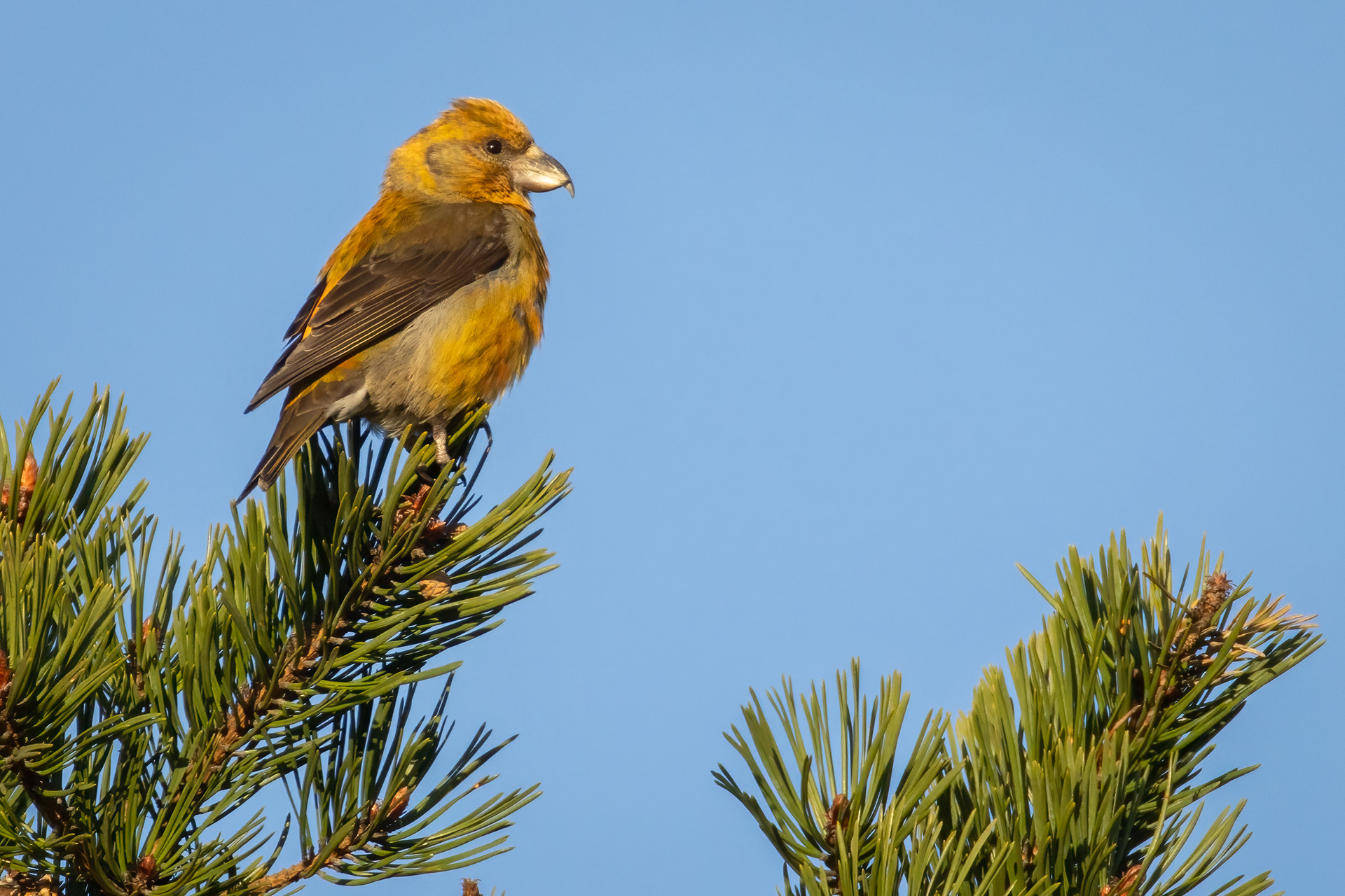 Crossbill (male)