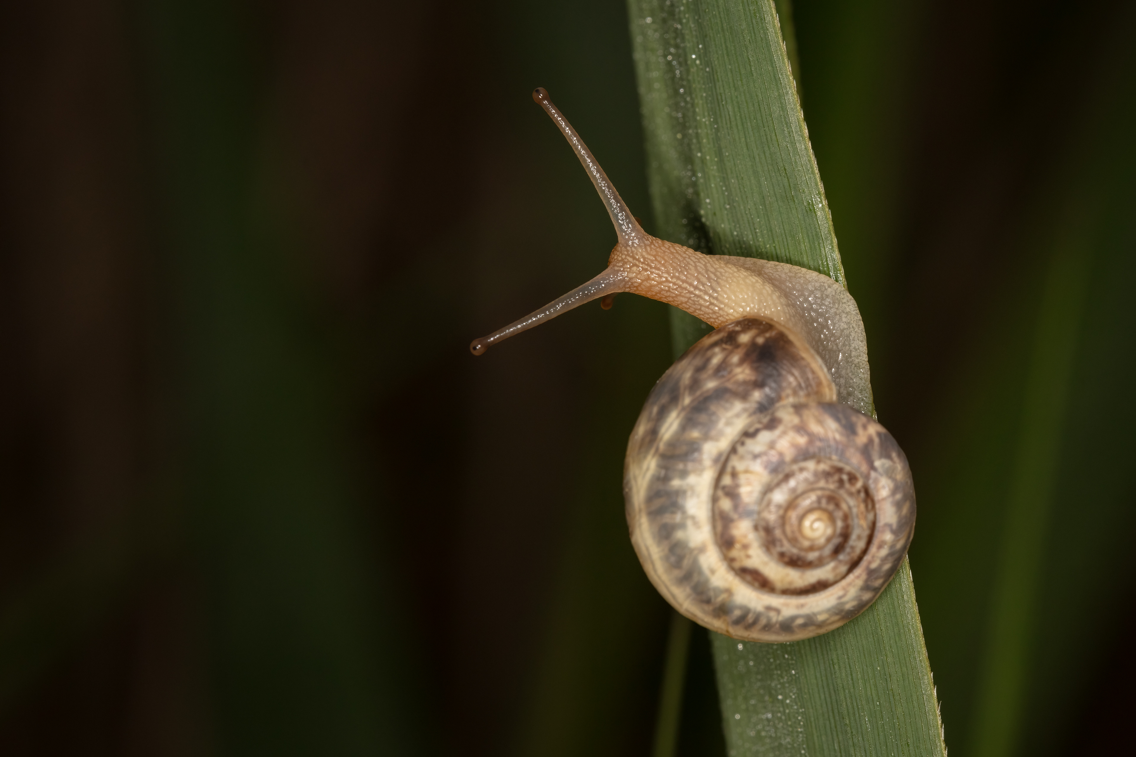 Snail