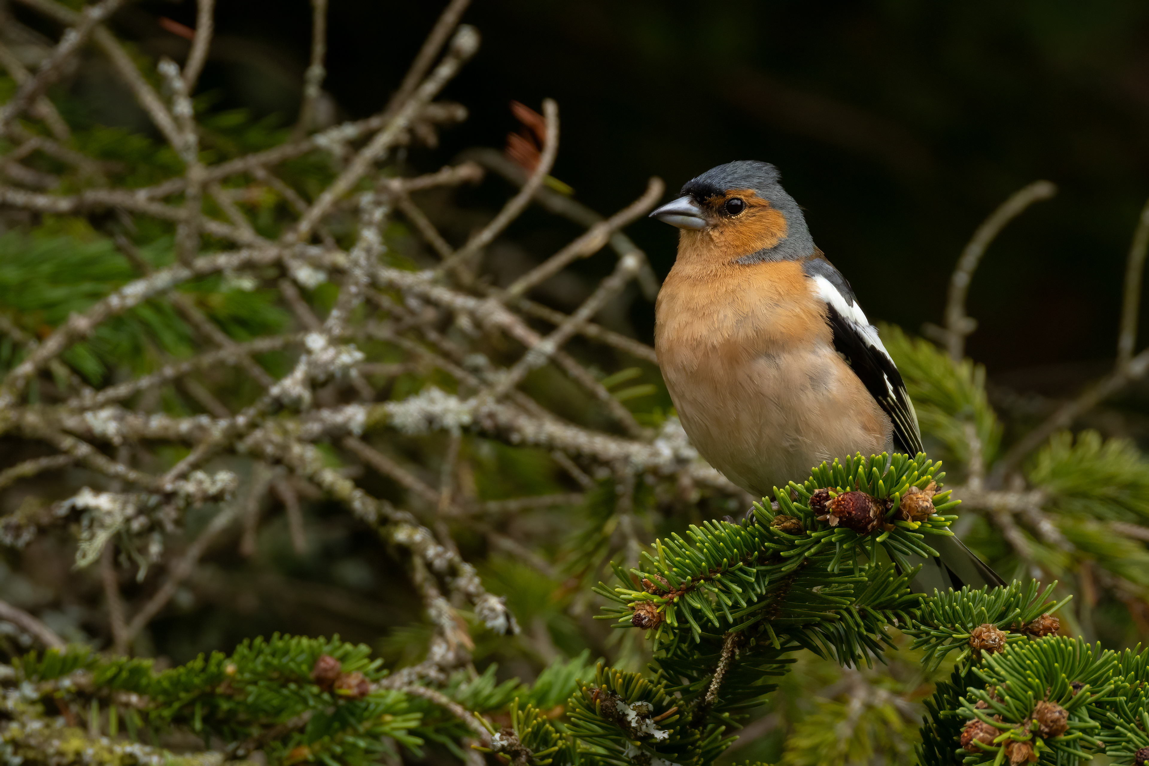 Chaffinch (male)