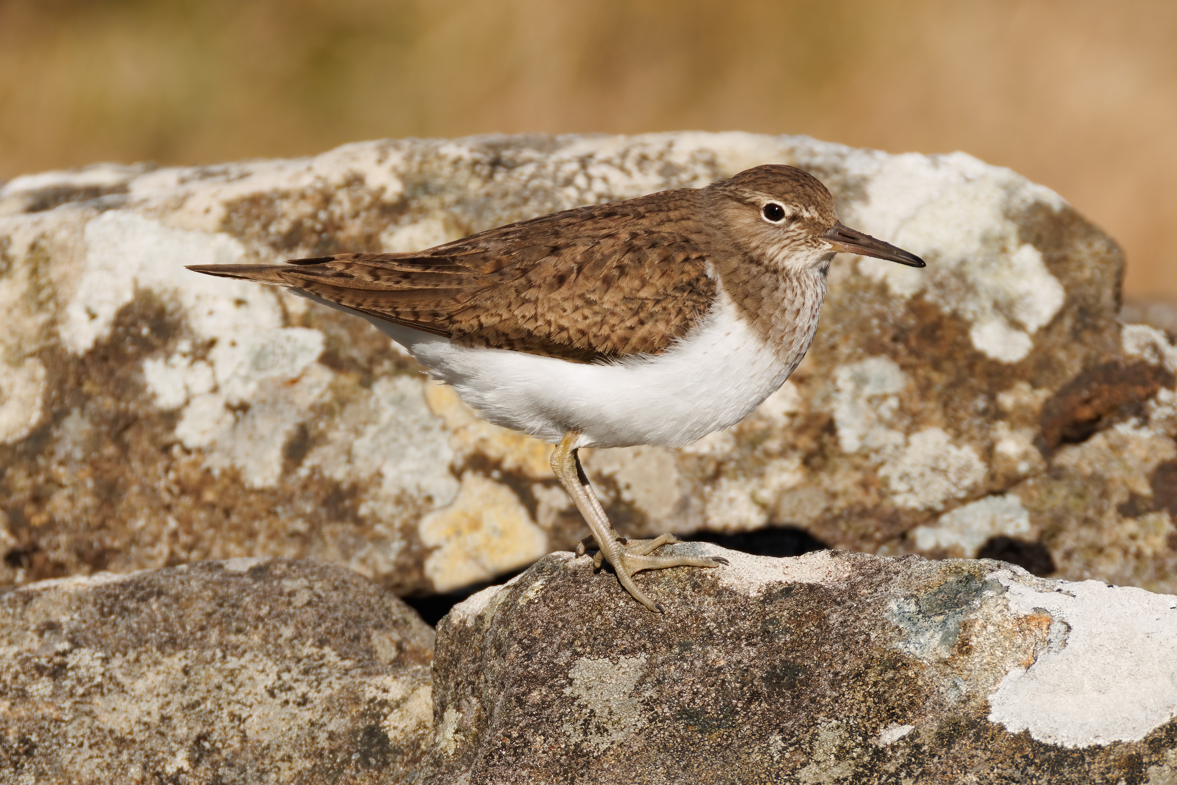 Sandpiper