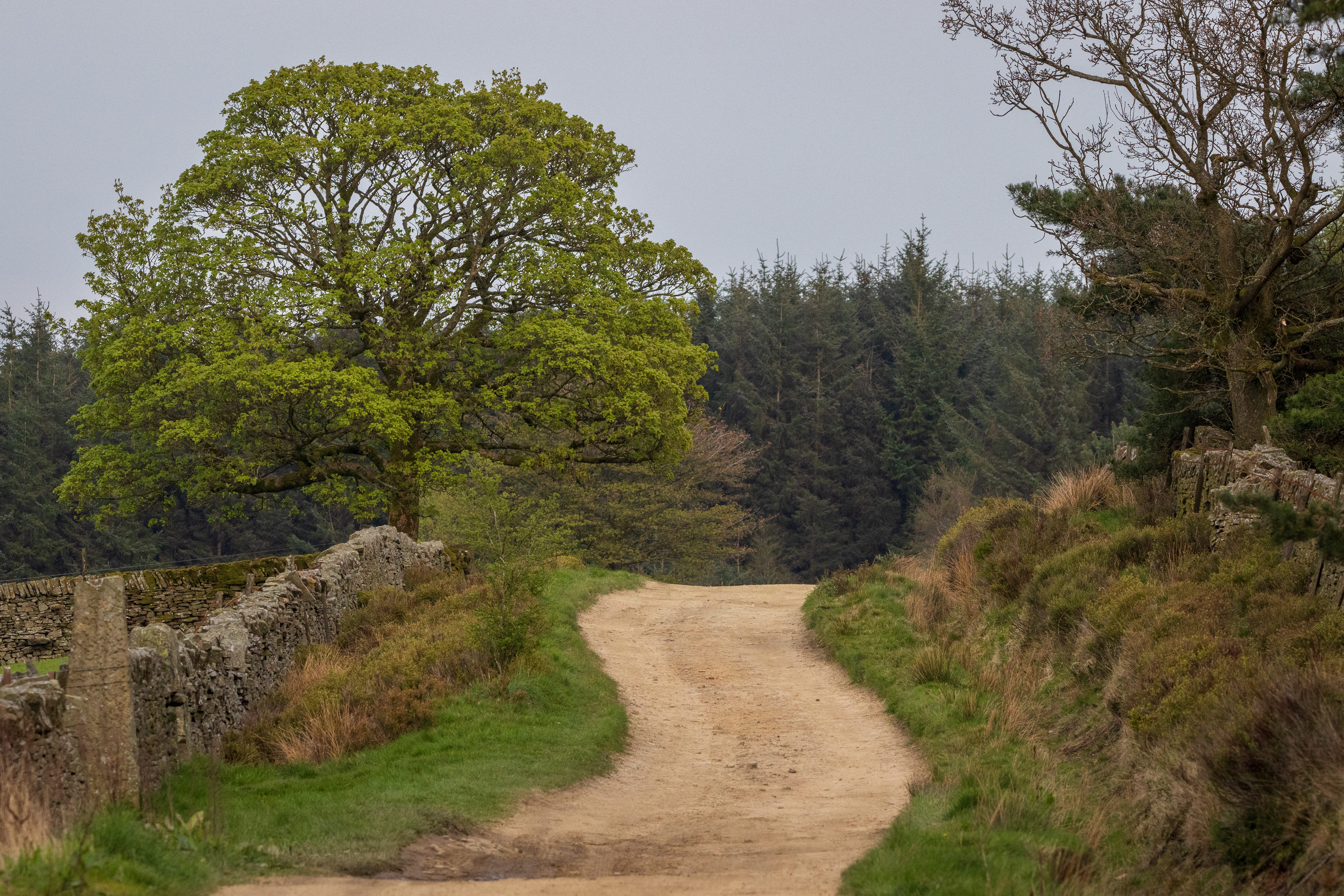 Crossley's Plantation Lane