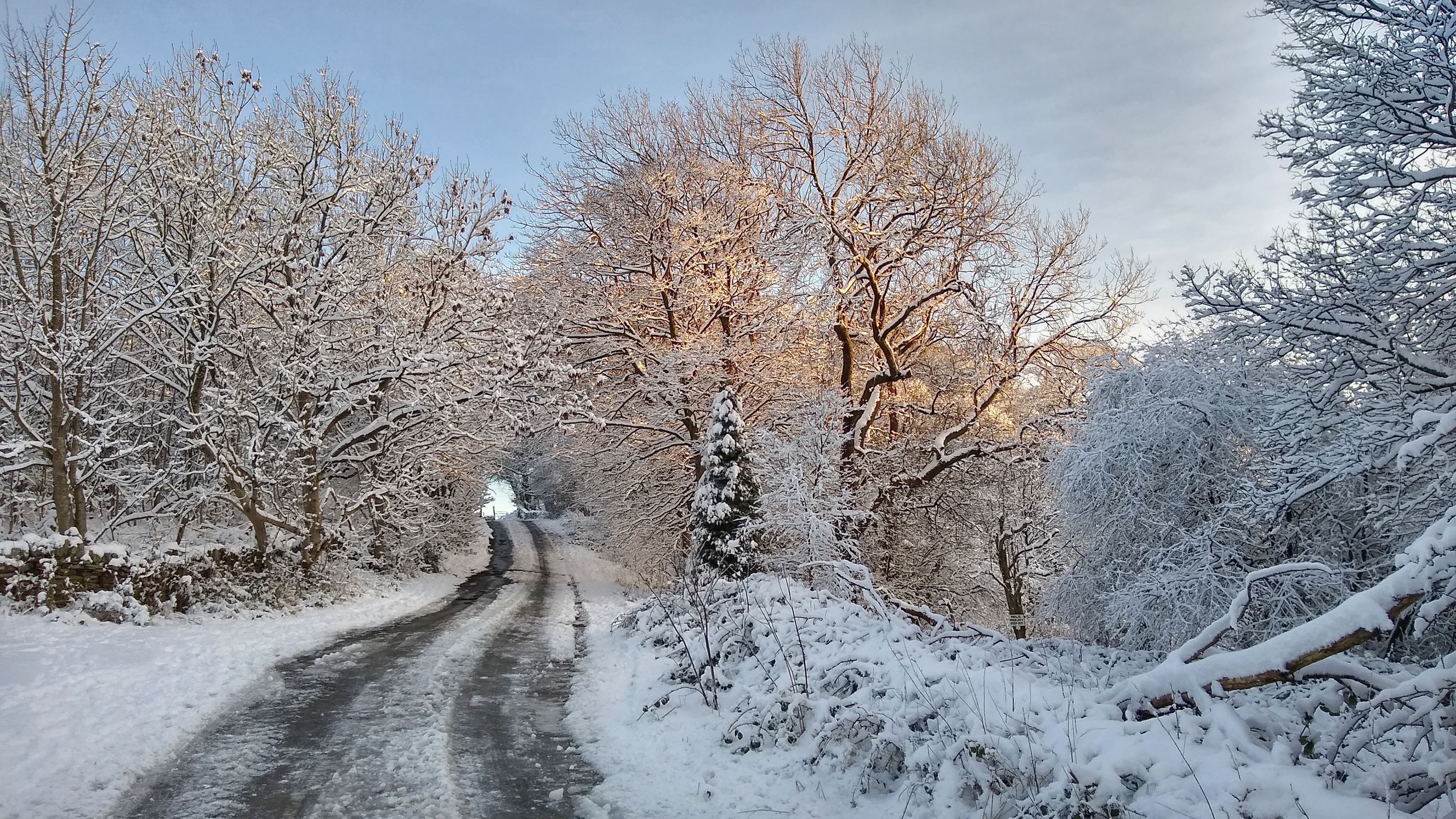 Joan Royd Lane, Cubley