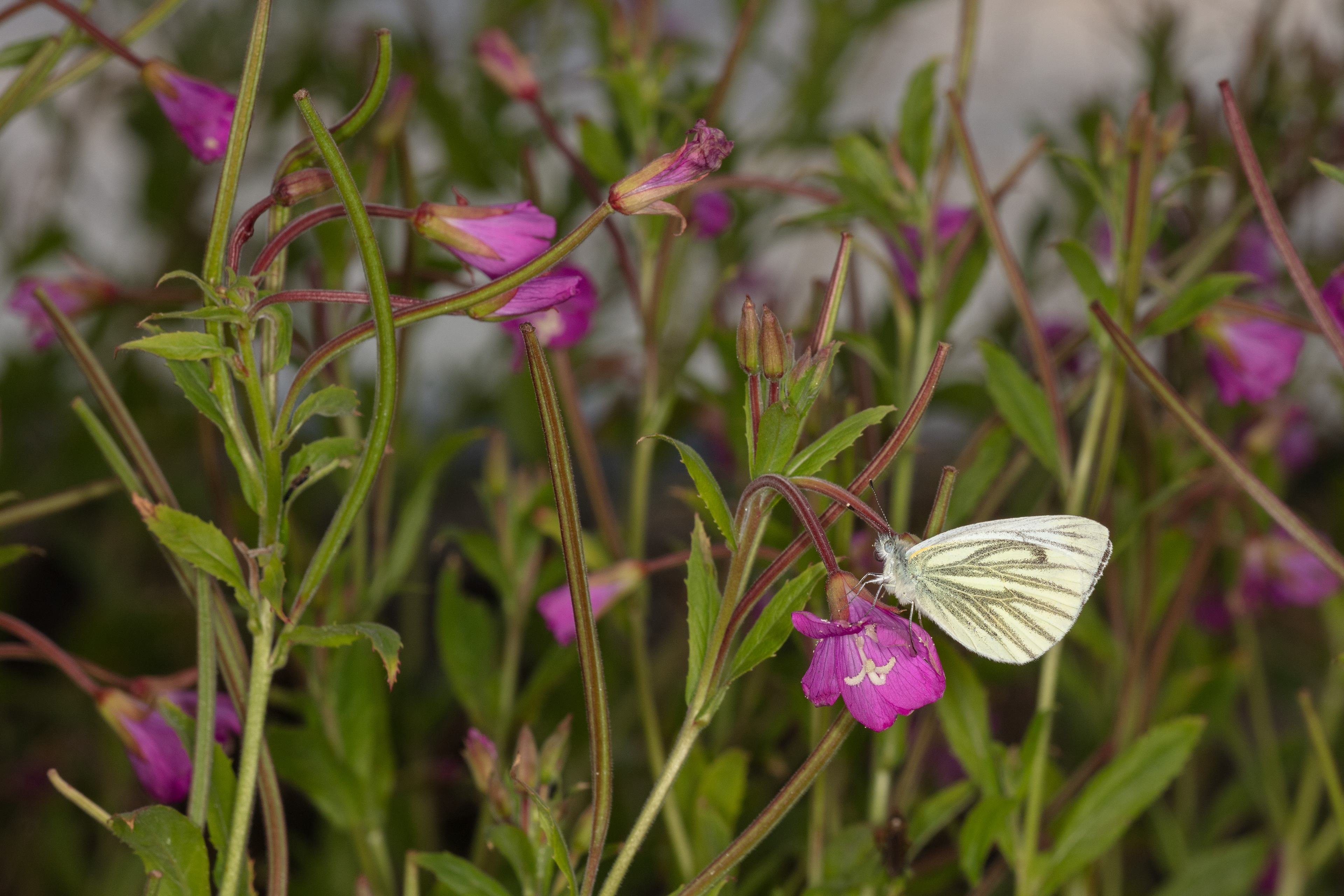 Green-veined White Butterfly