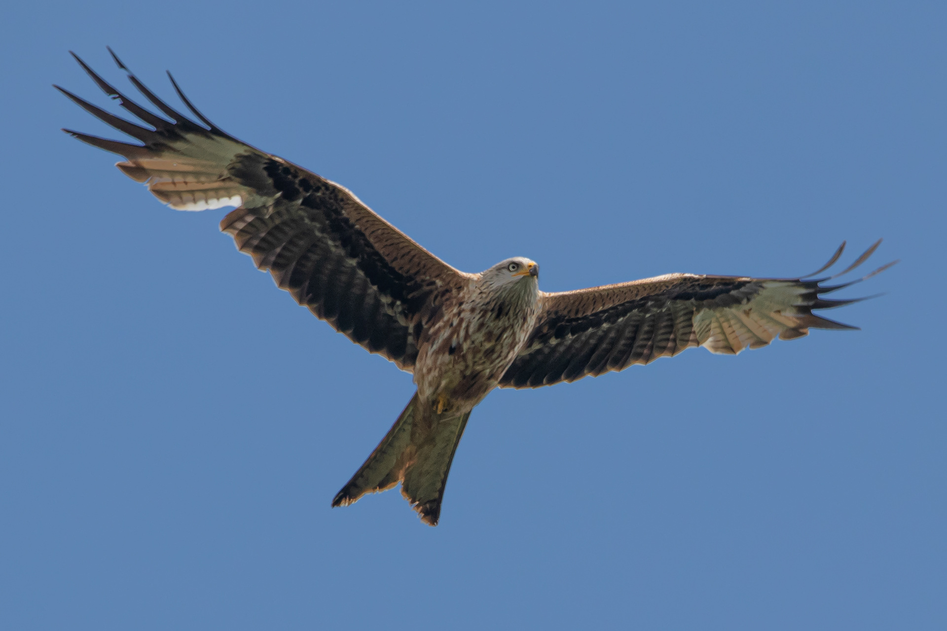 Red Kite