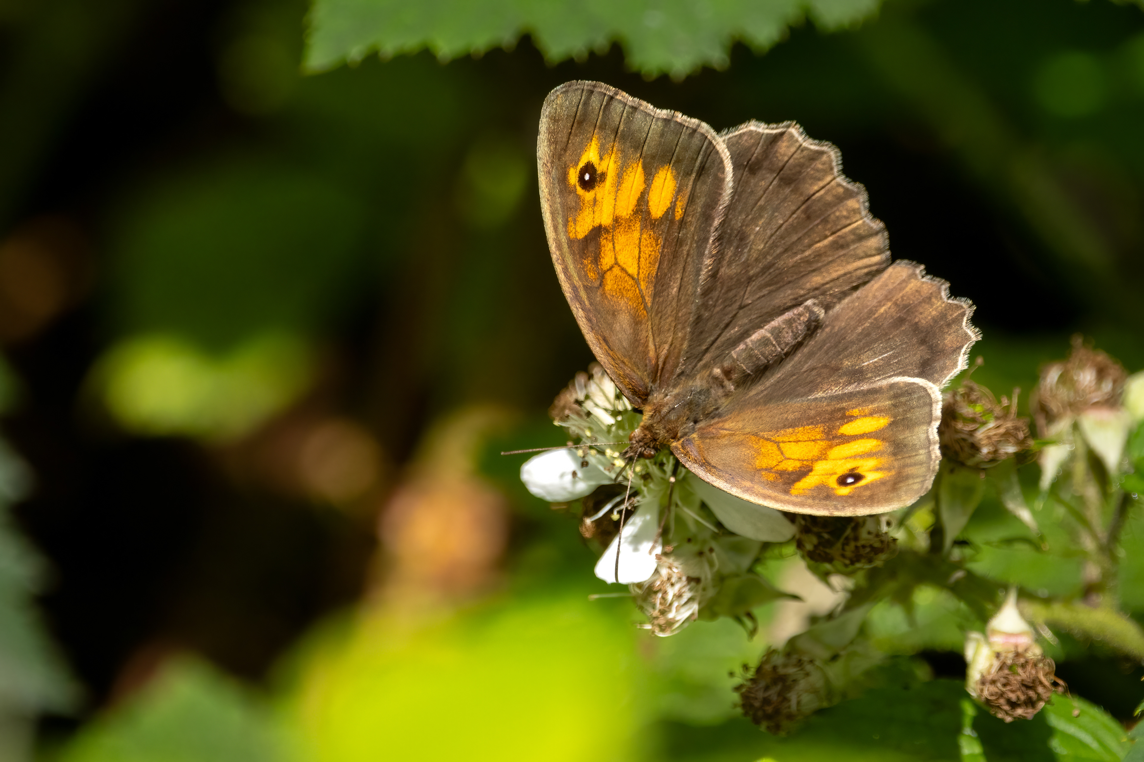 Meadow Brown Butterfly