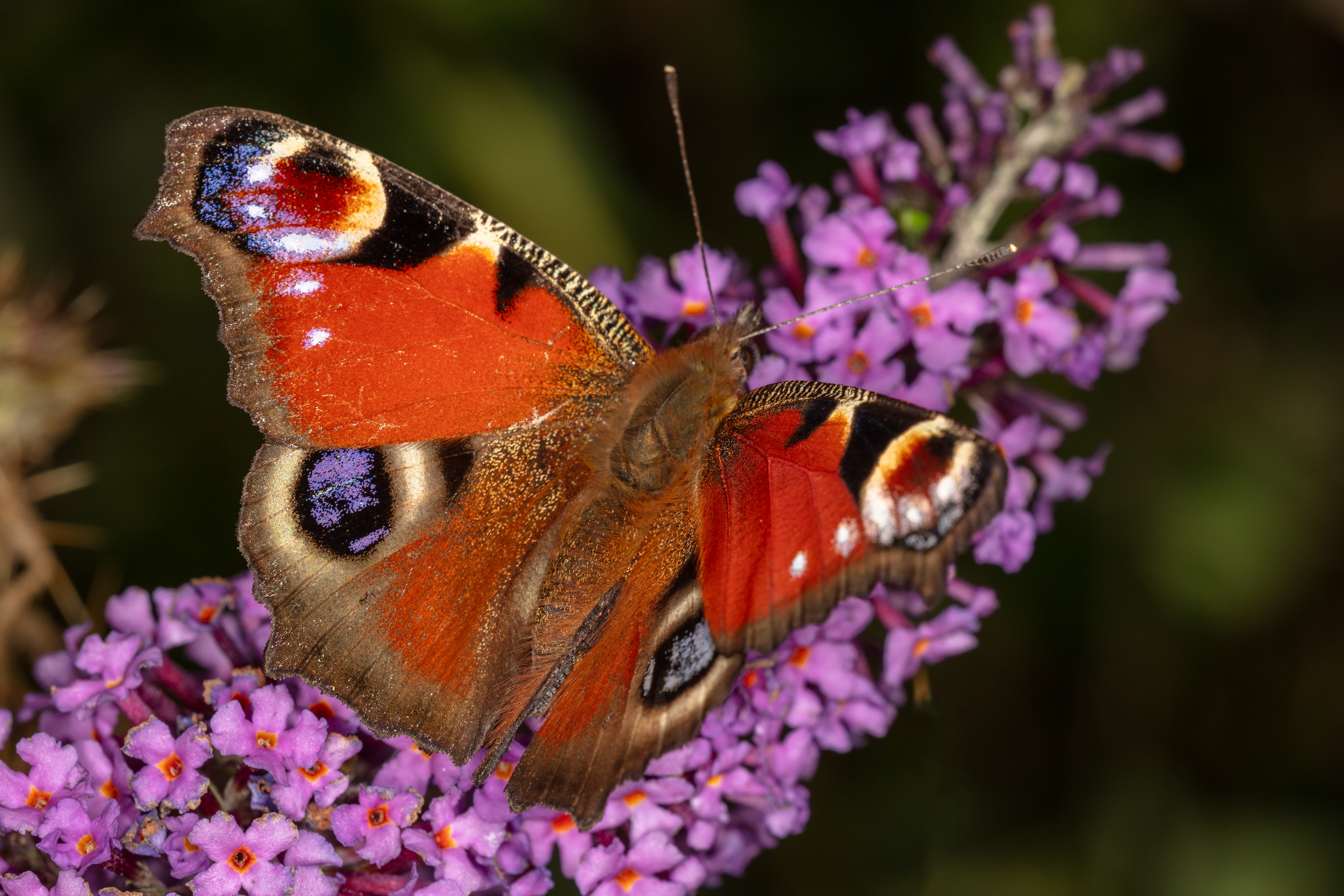 Peacock Butterfly