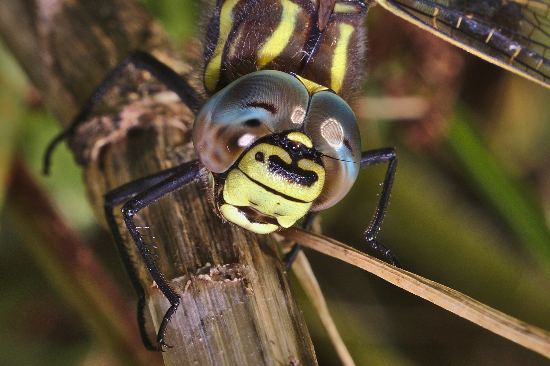 Common Hawker