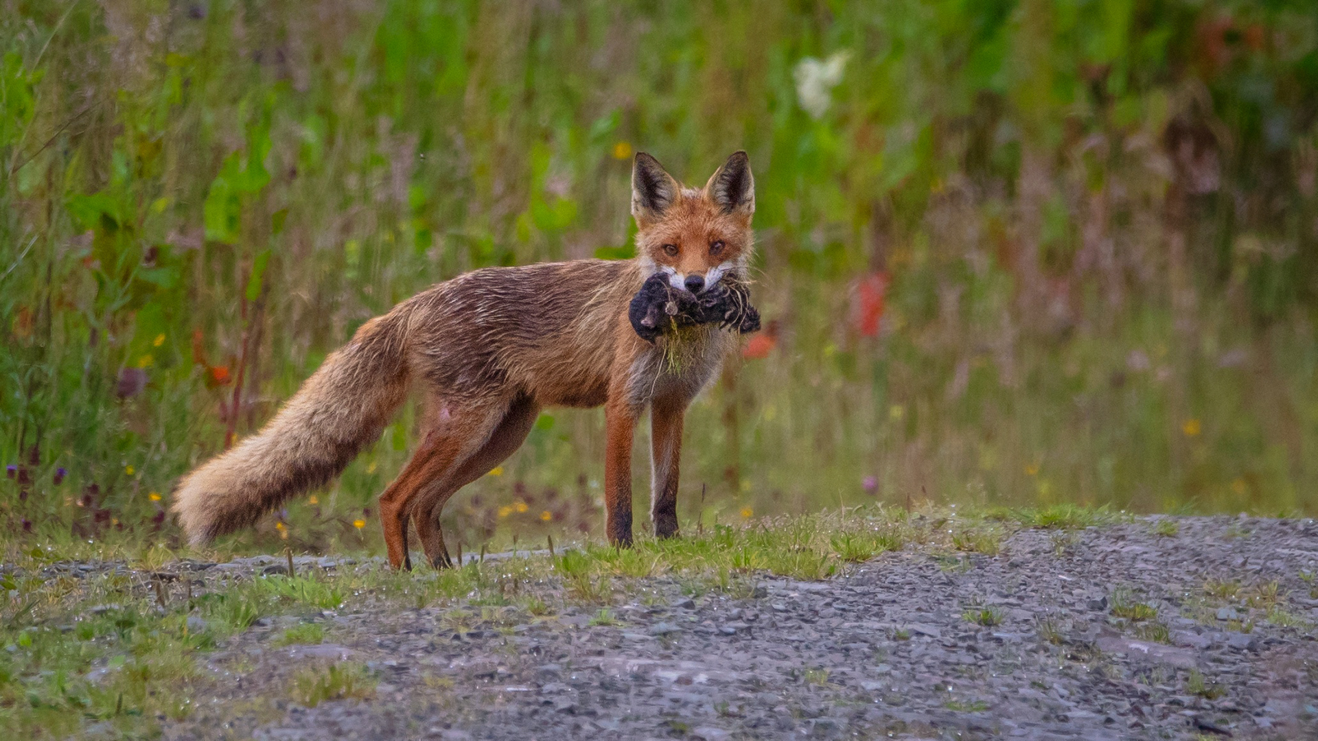 Red Fox