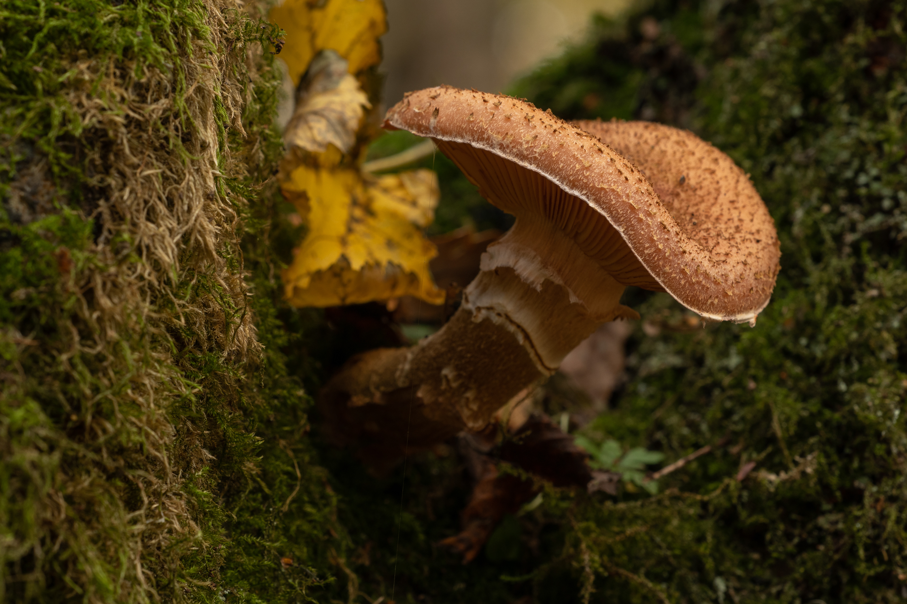 Dark Honey Mushroom