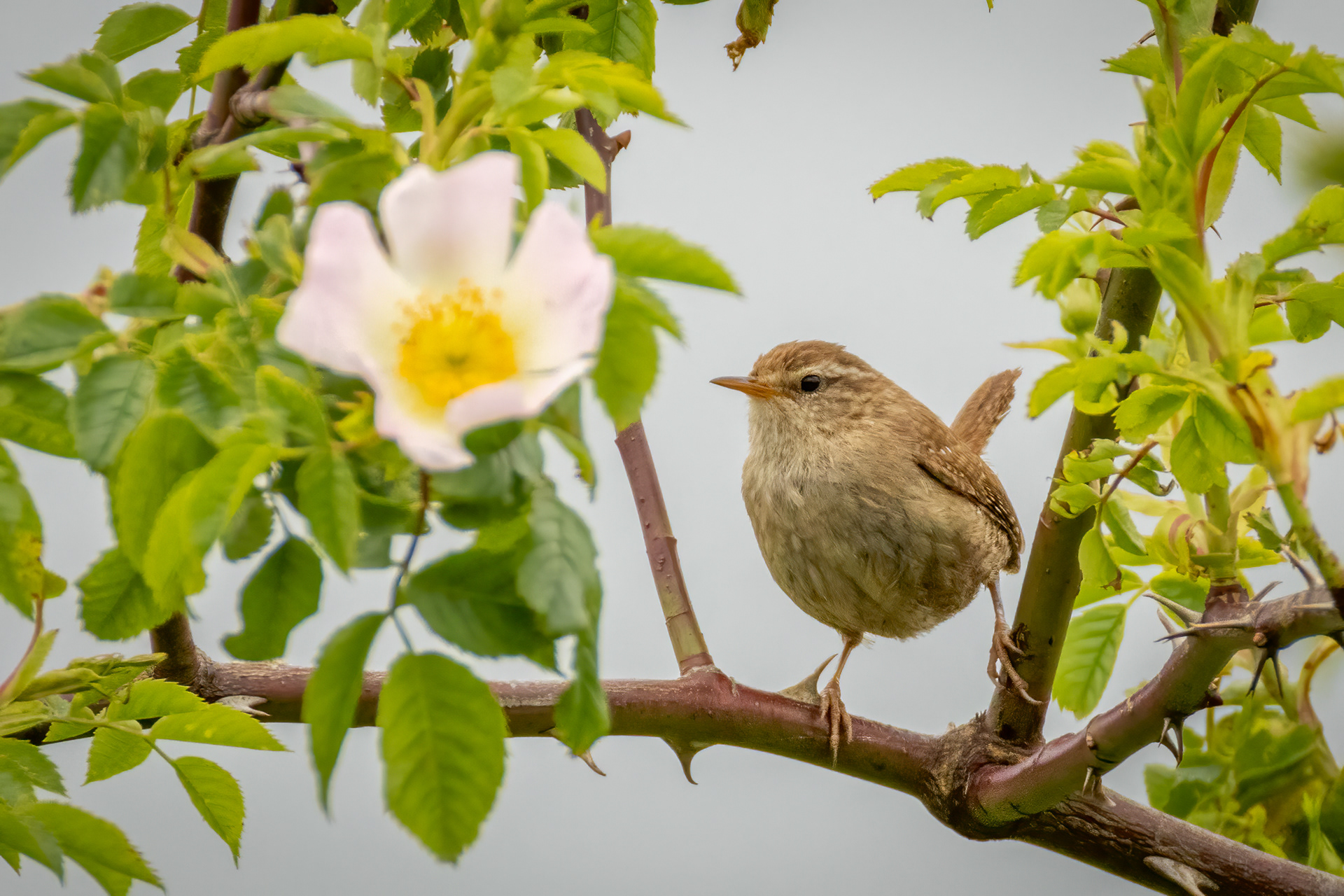Wren