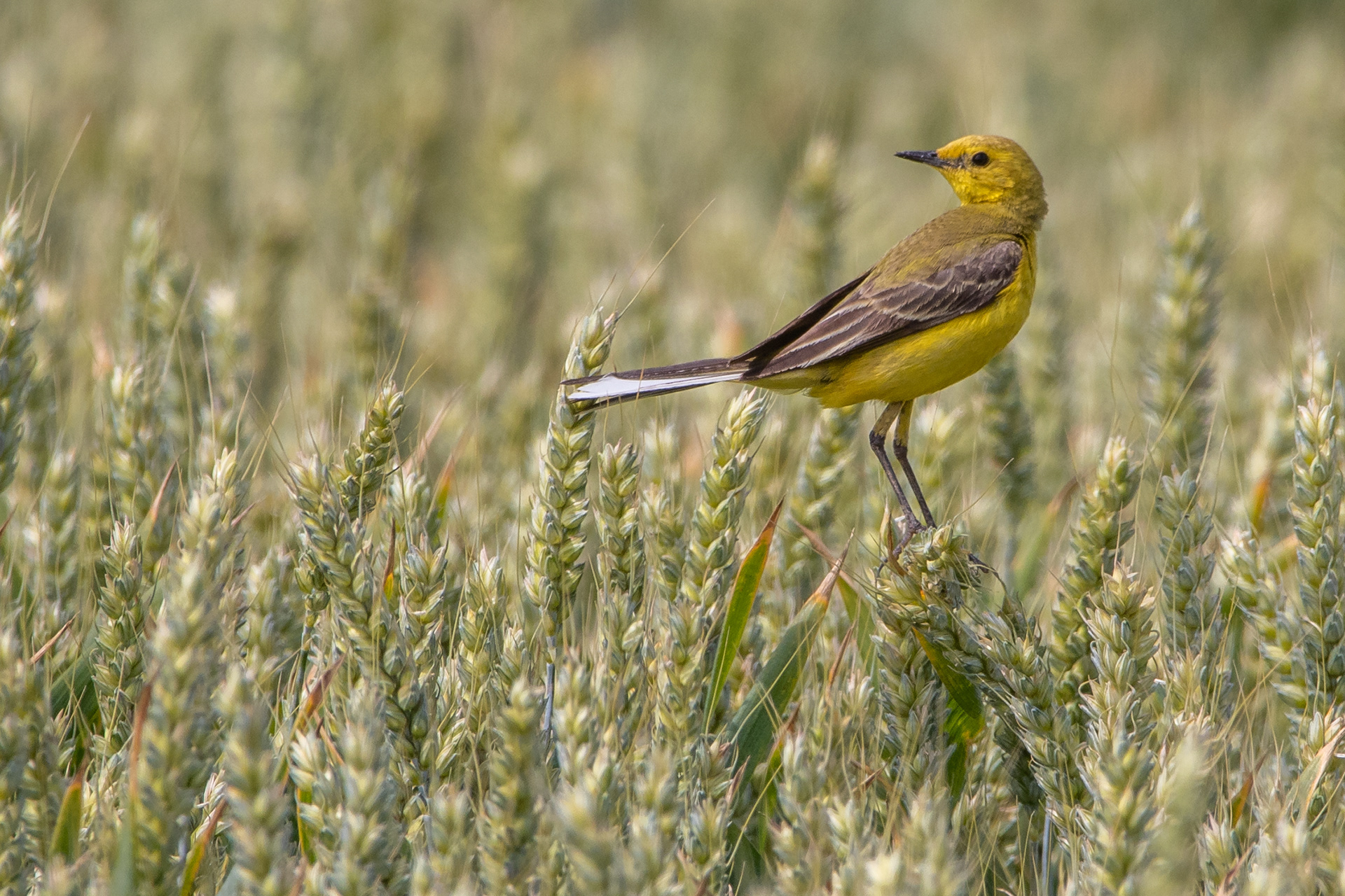 Yellow Wagtail