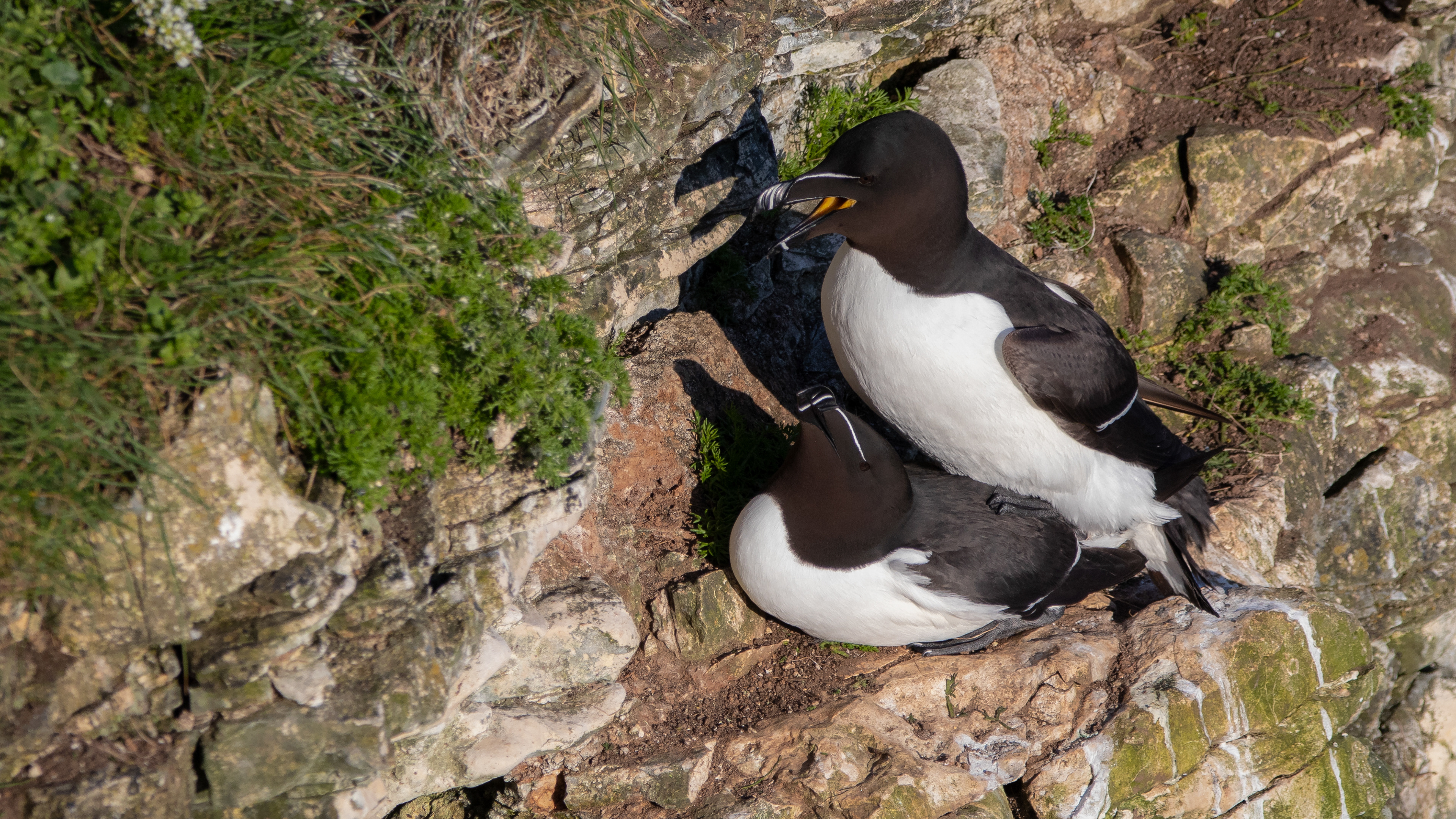 Razorbills