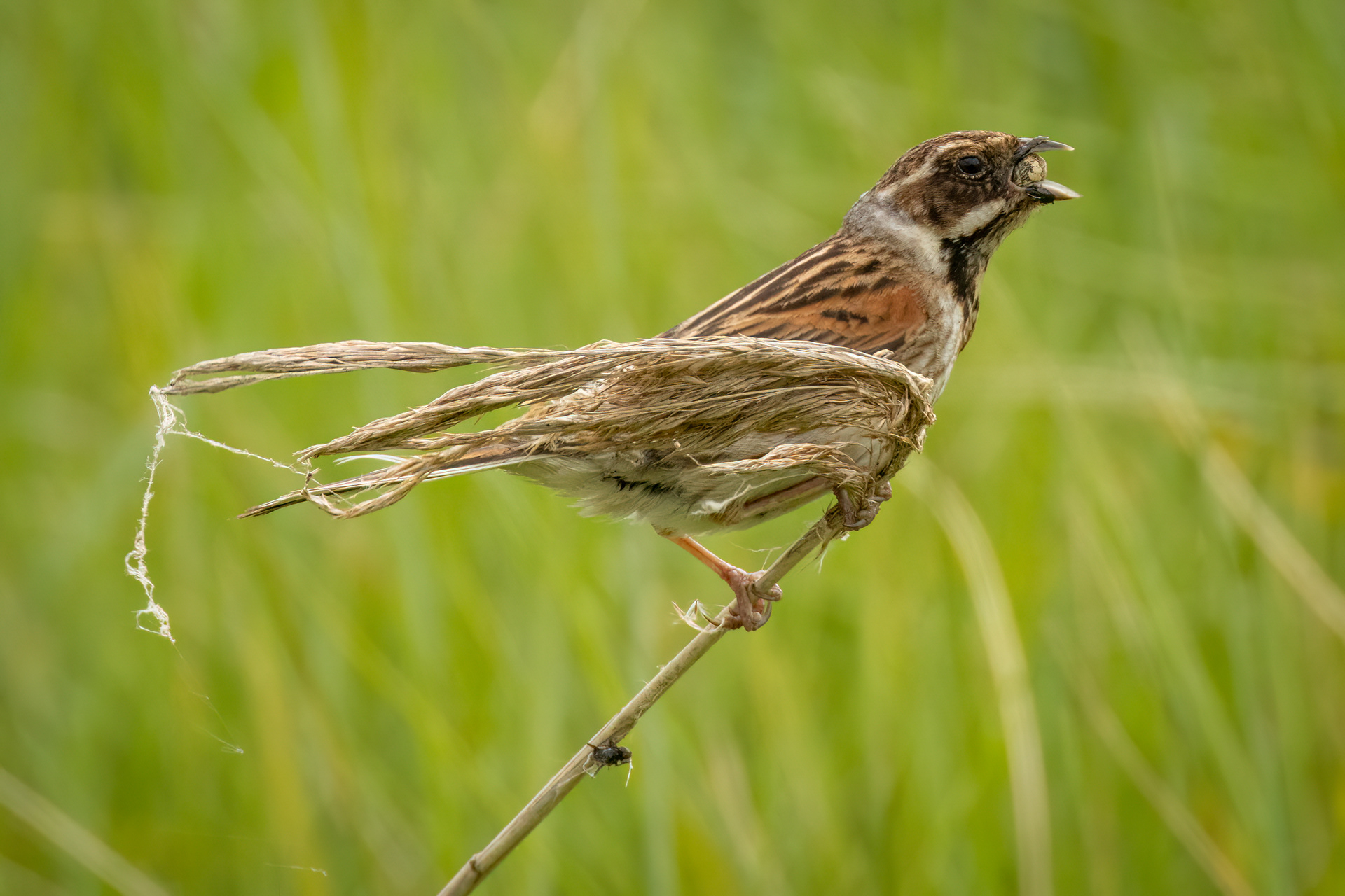 Reed Bunting (male)