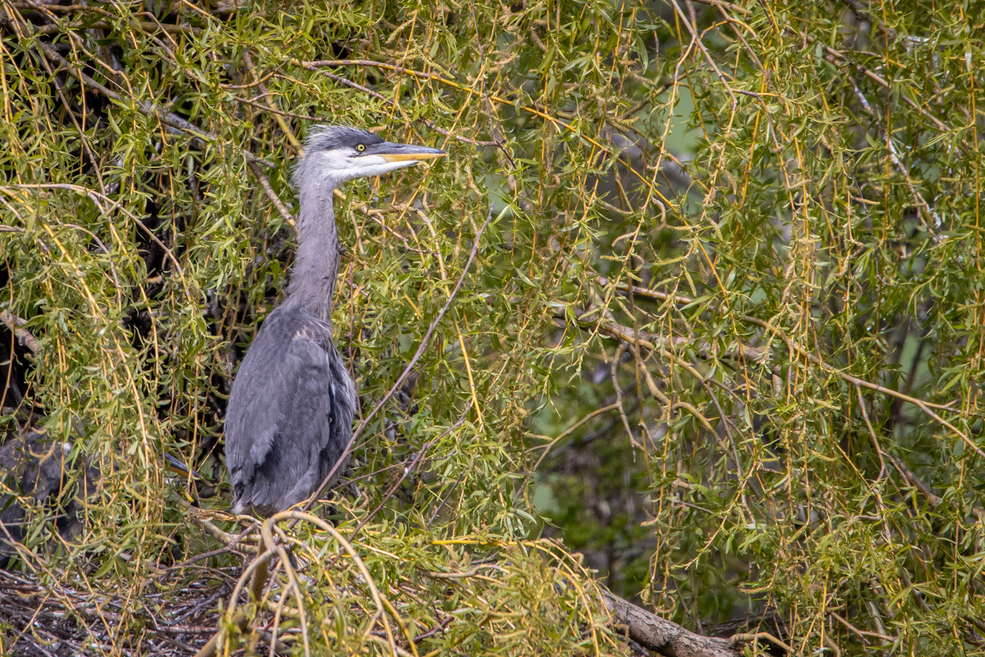 Grey Heron Chick