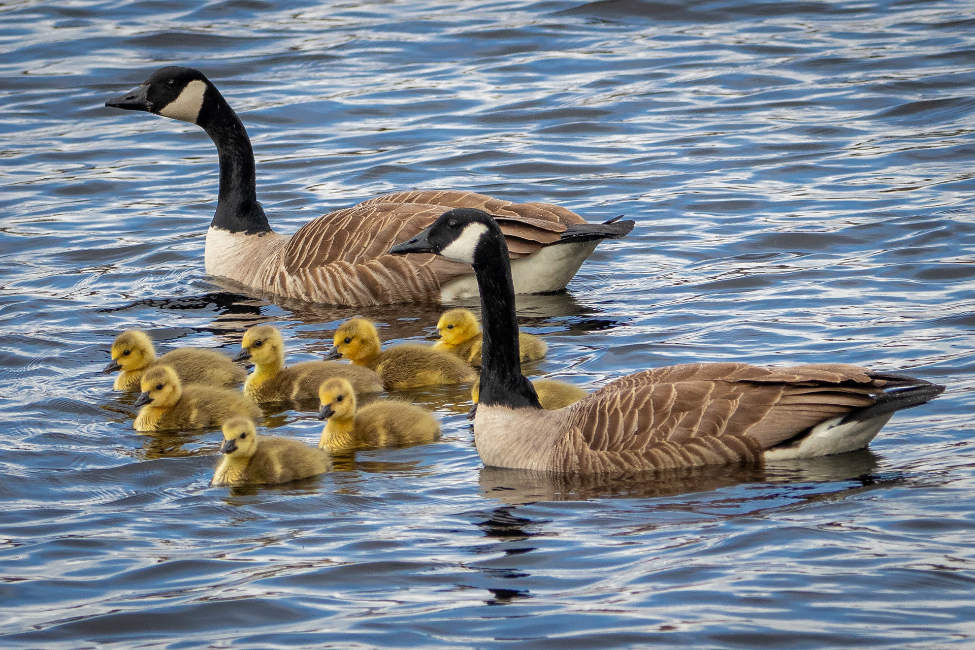 Canada Geese