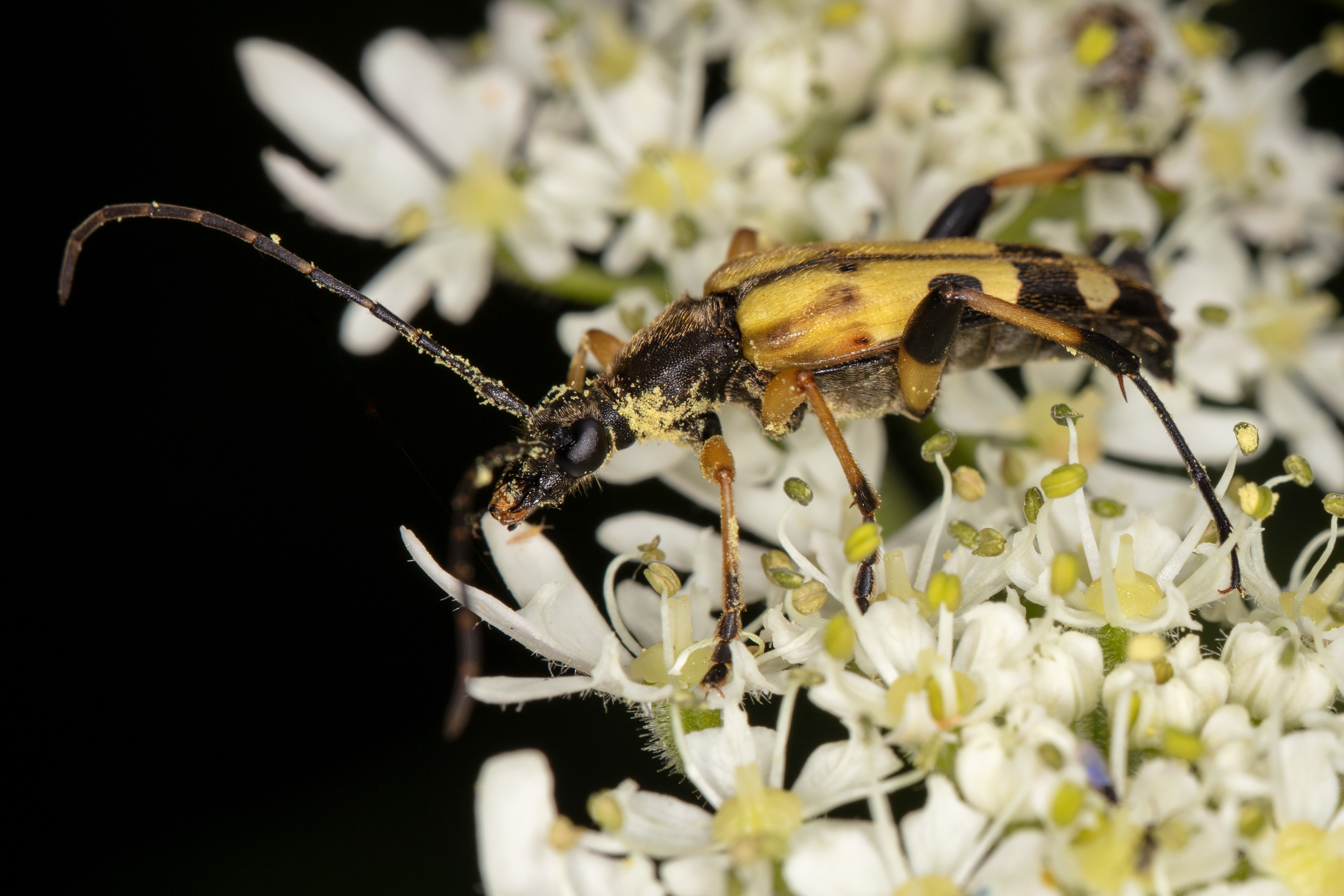 Spotted Longhorn Beetle