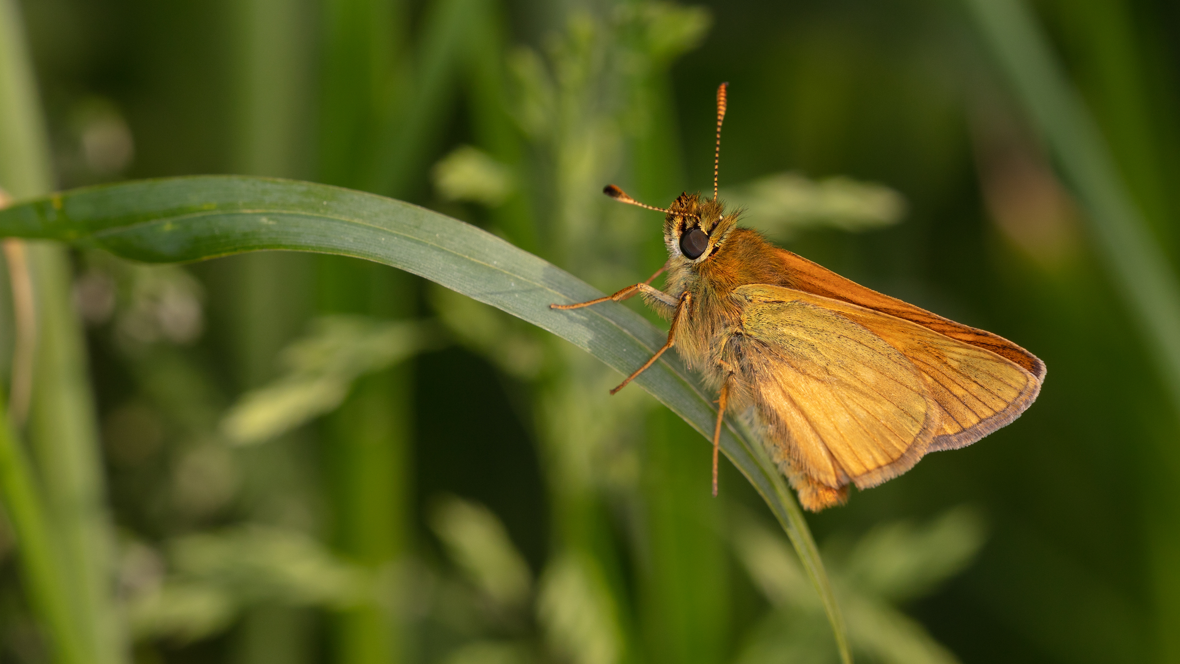 Large Skipper Butterfly