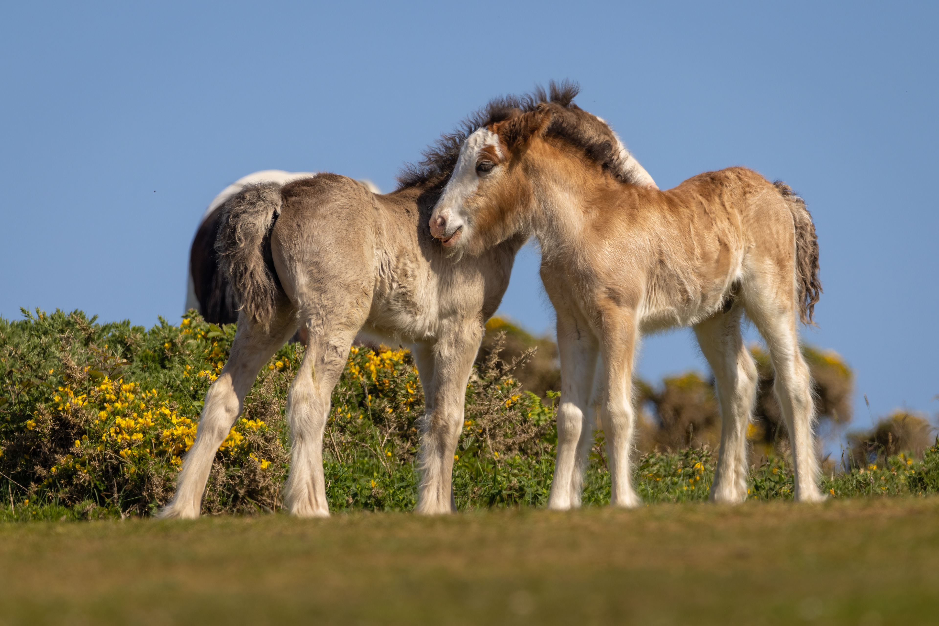 Gower Foals