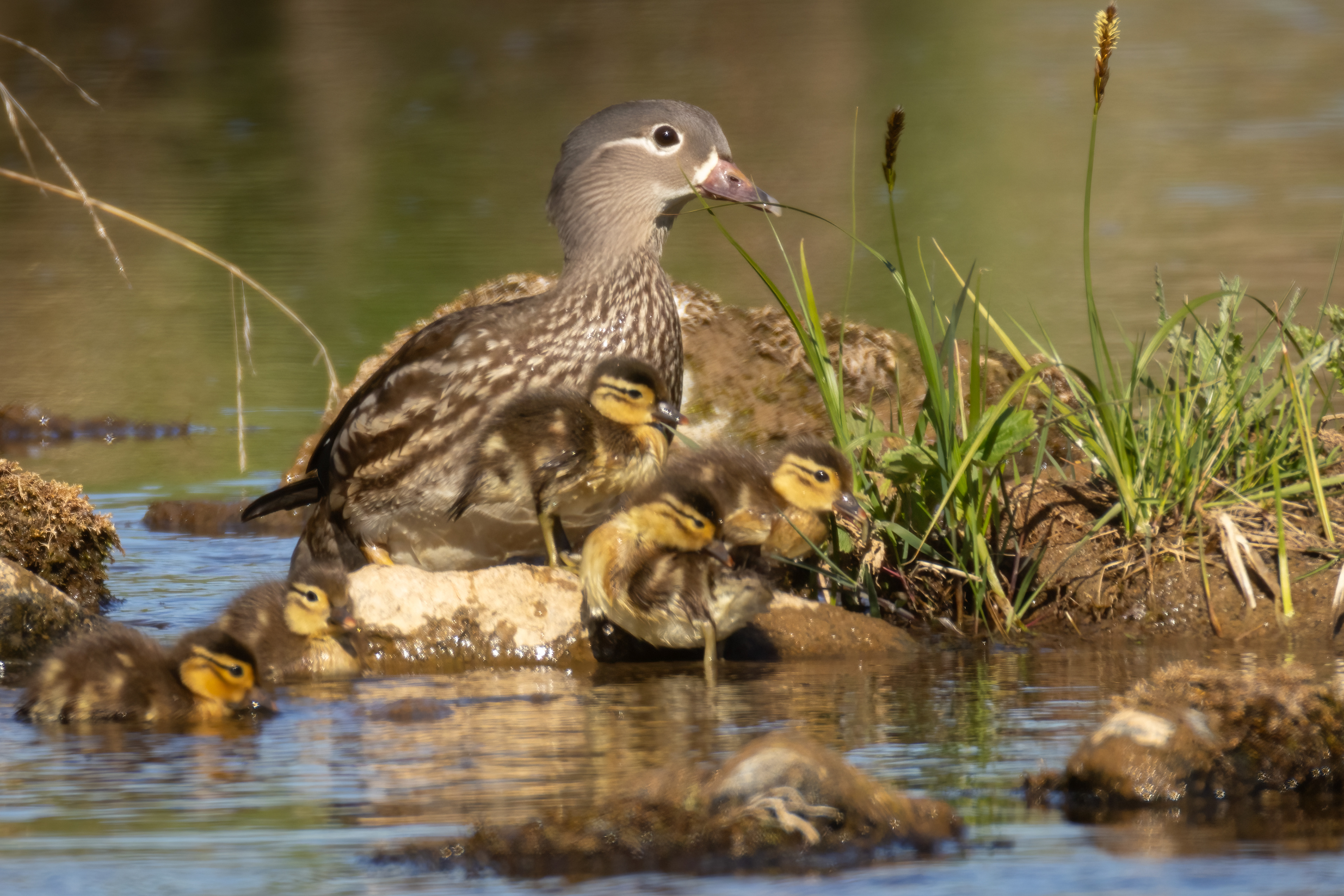 Mandarin duck (female) and chicks