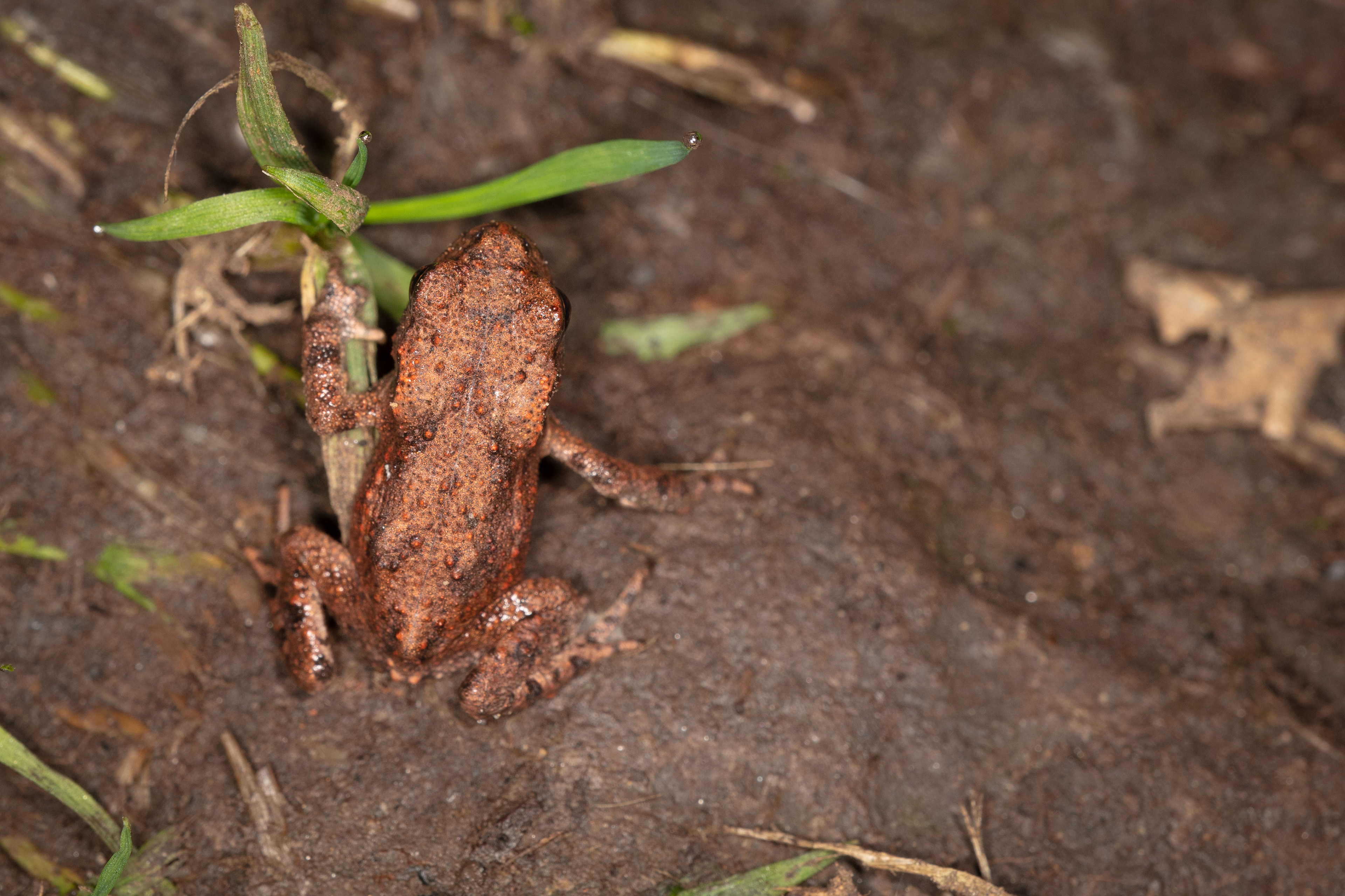 Young Common Toad