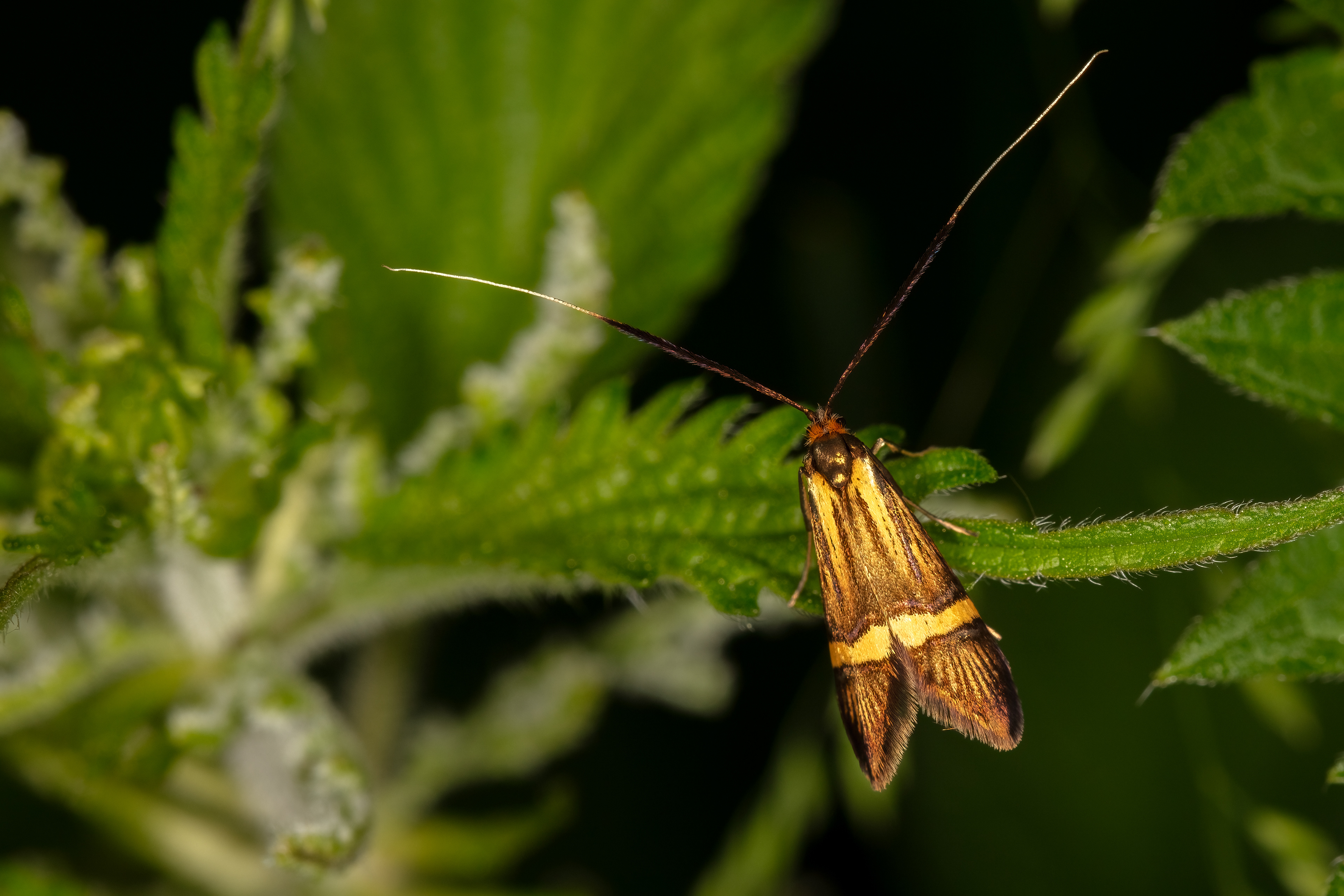 Longhorn Moth