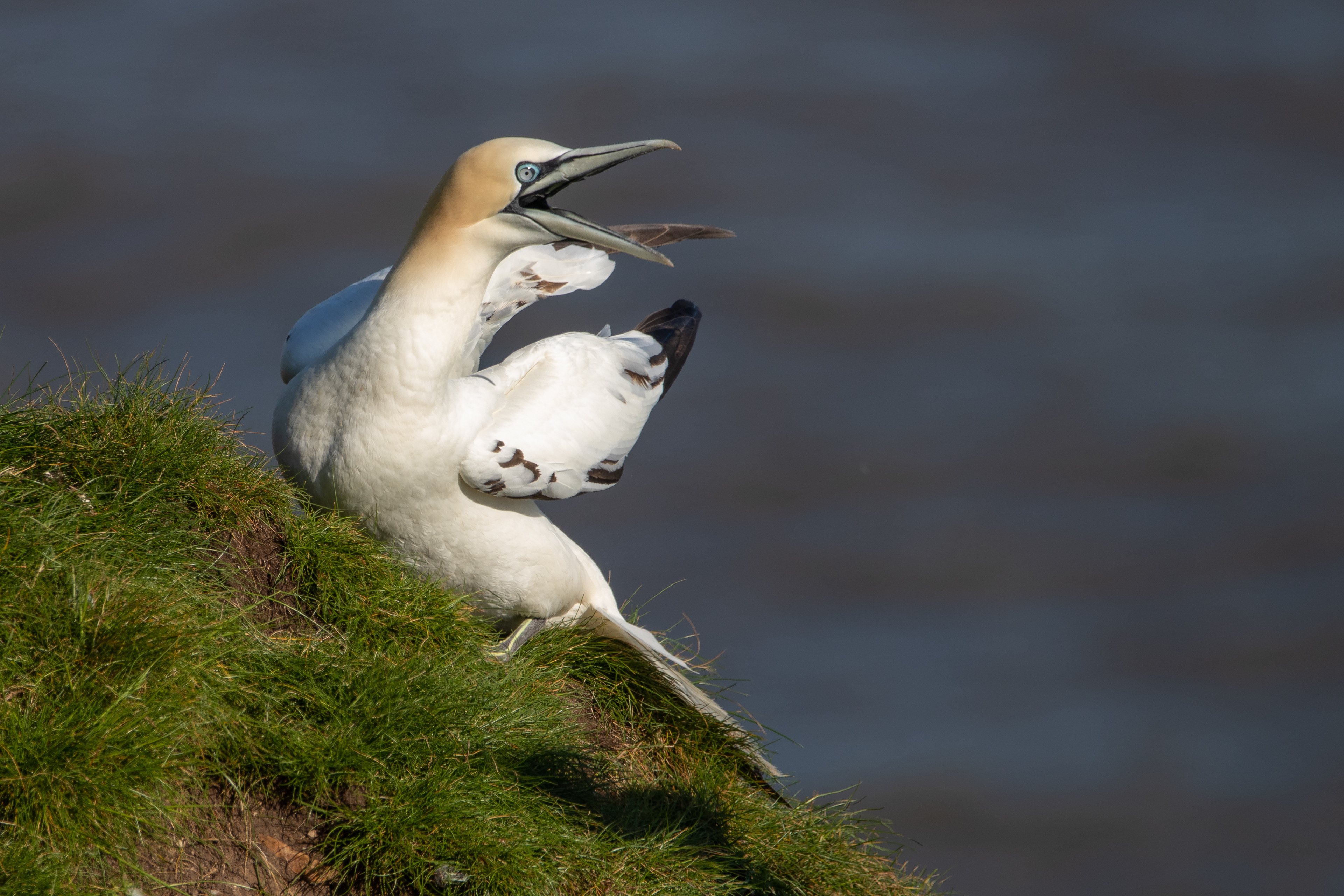 Gannet