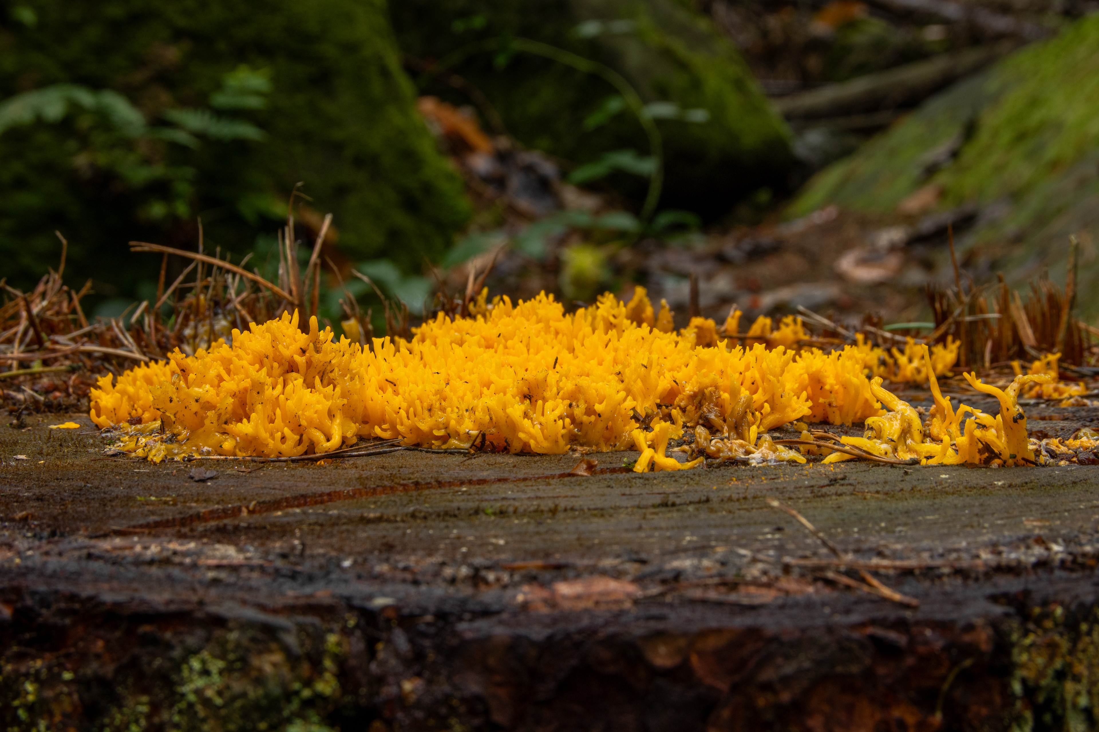 Yellow Stagshorn