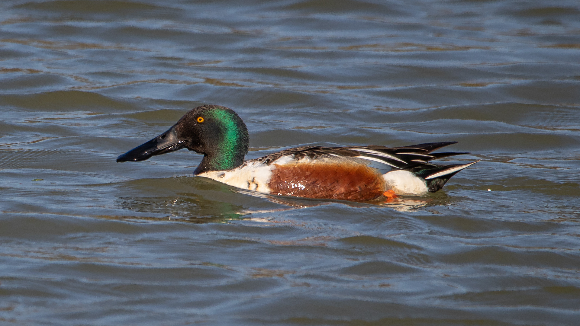 Shoveler (male)