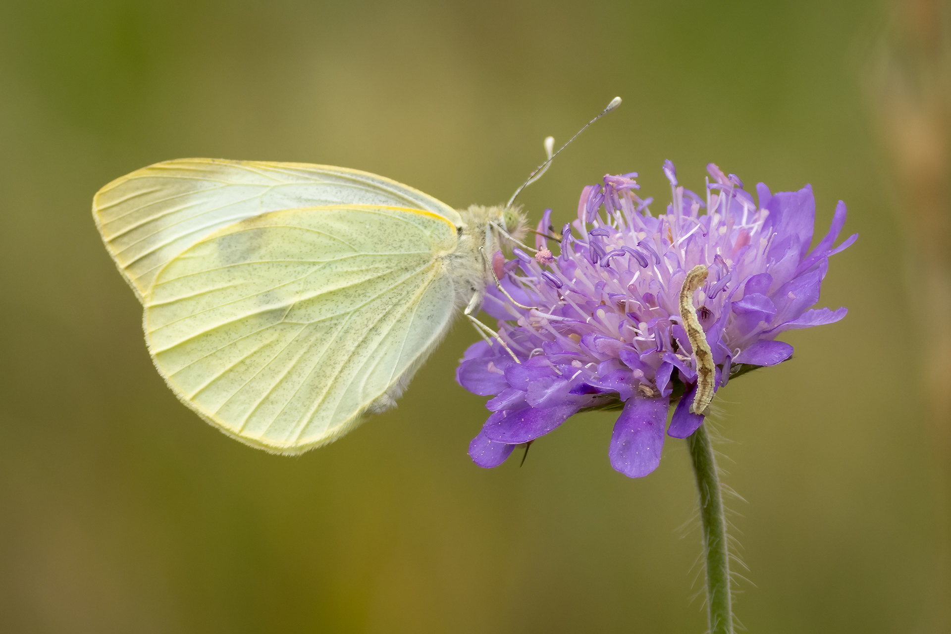 Large White Butterfly & Pug Moth Caterpillar
