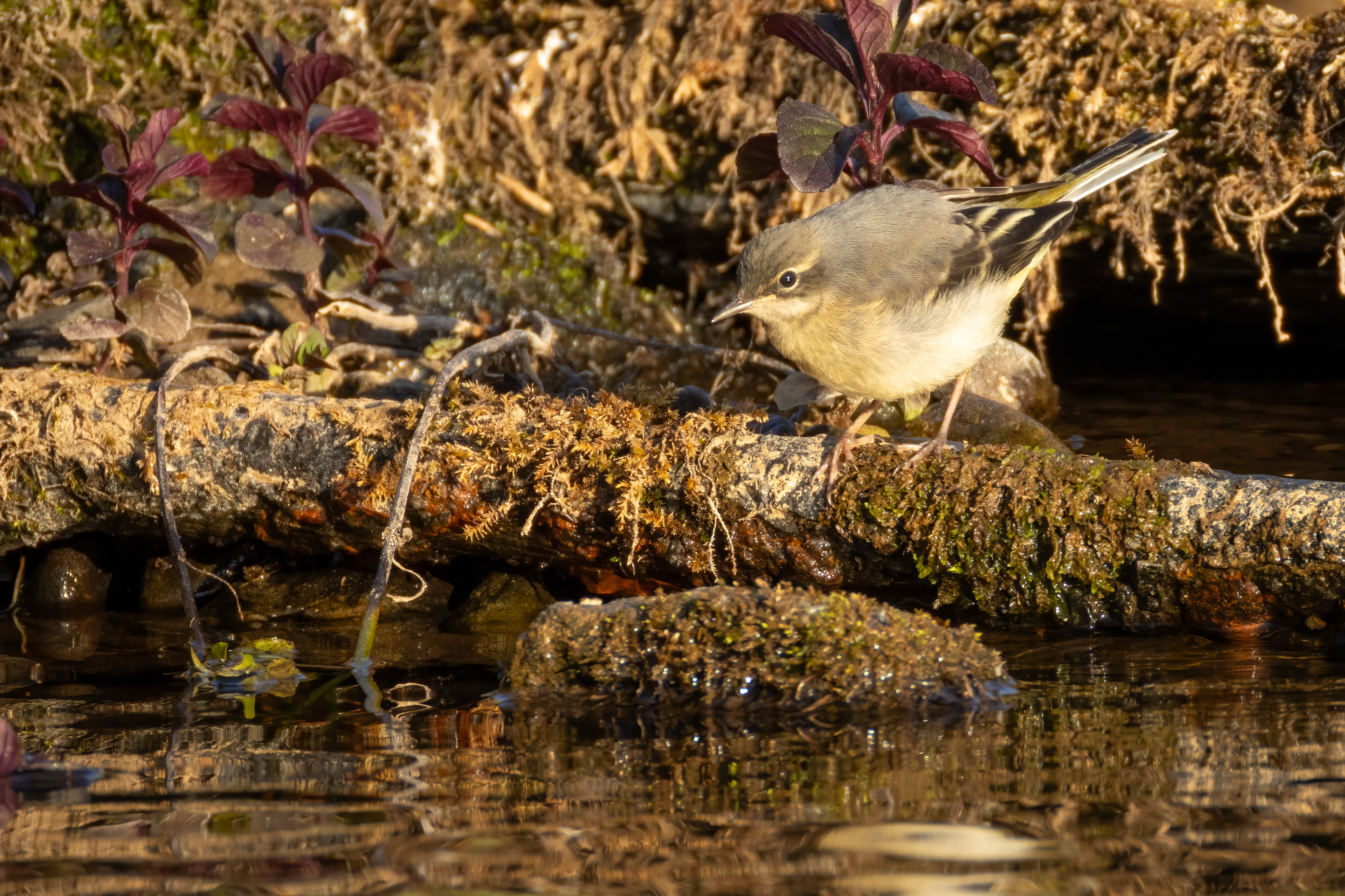 Grey Wagtail (Juvenile)