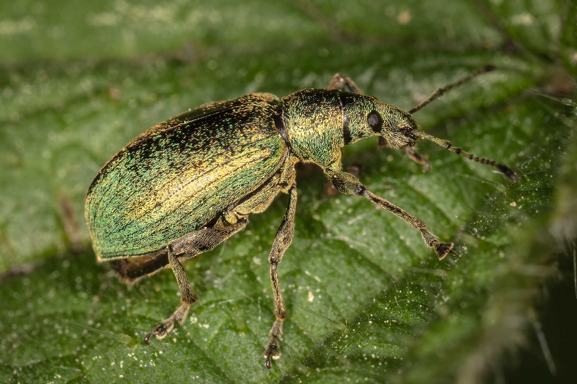 Nettle Weevil